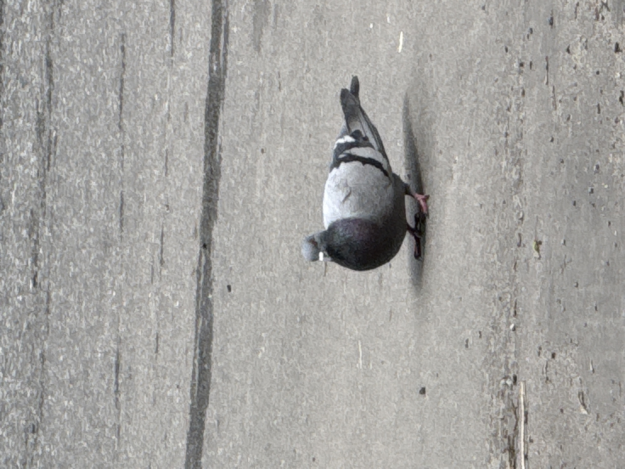 Pigeon spotted on Moscow streets during morning hours