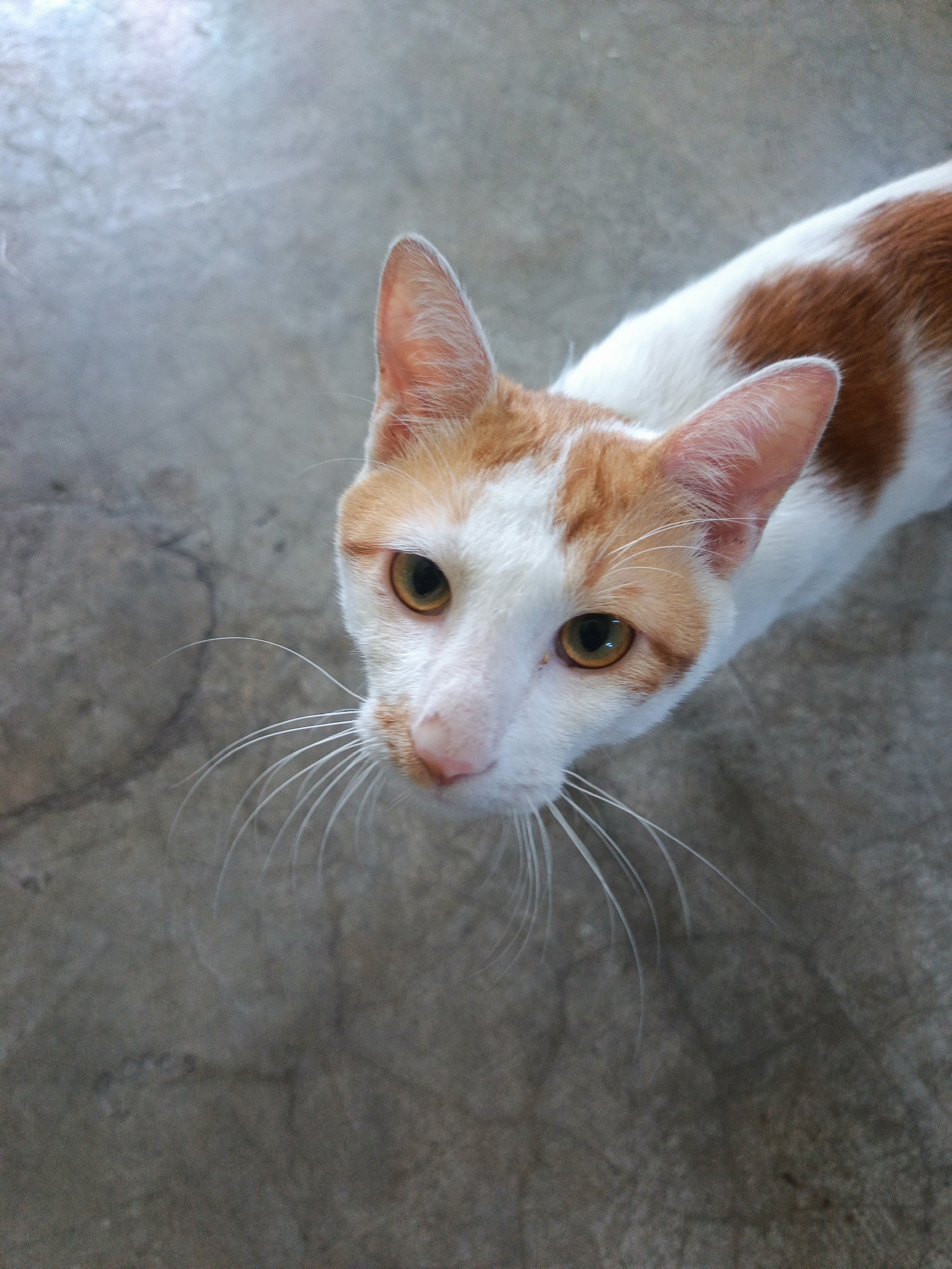 Quiet morning scenes from Gorontalo: cats, streets, and daily routines
