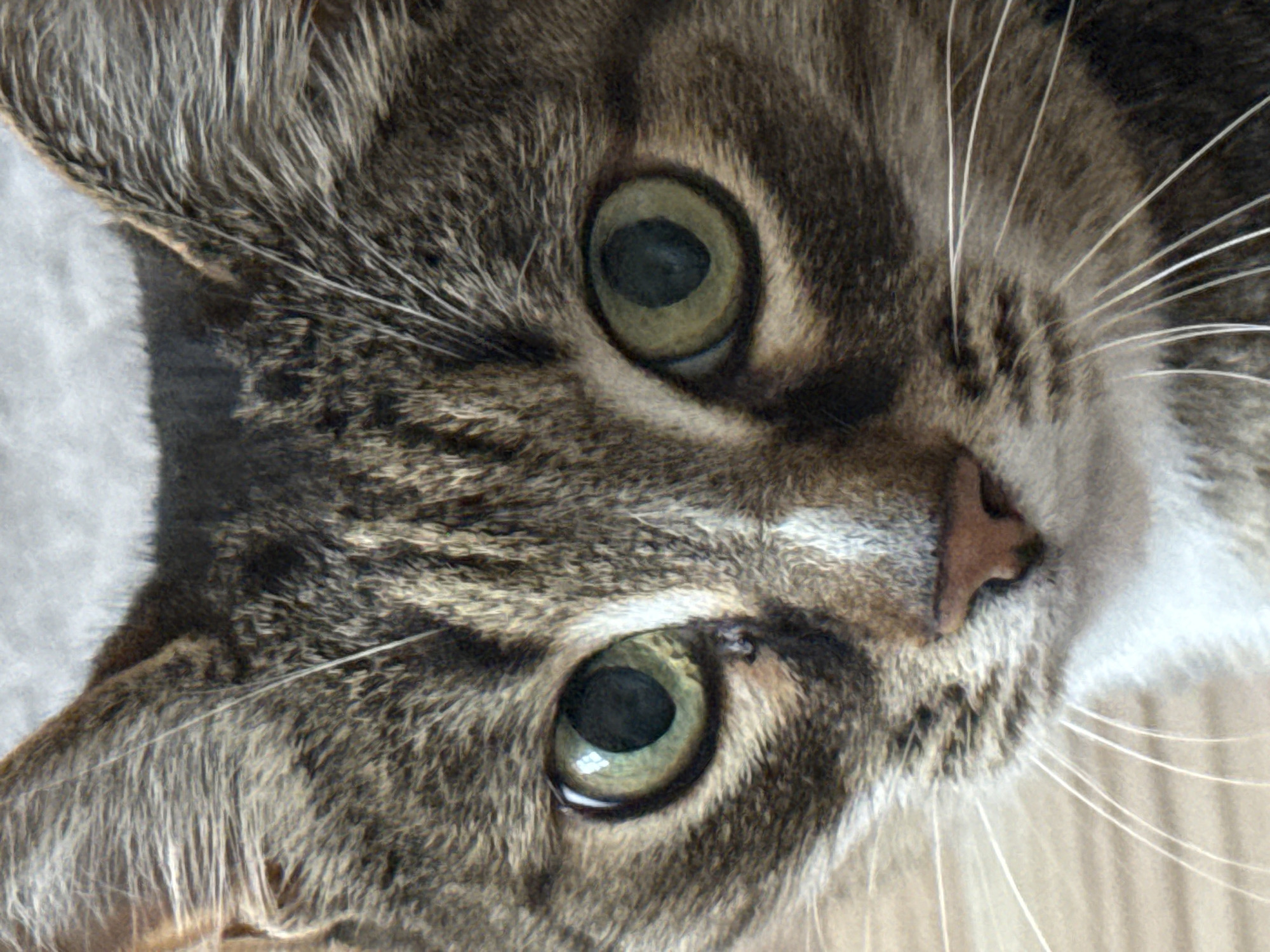 Cat portraits and evening drive documented in Votkinsk, Russia