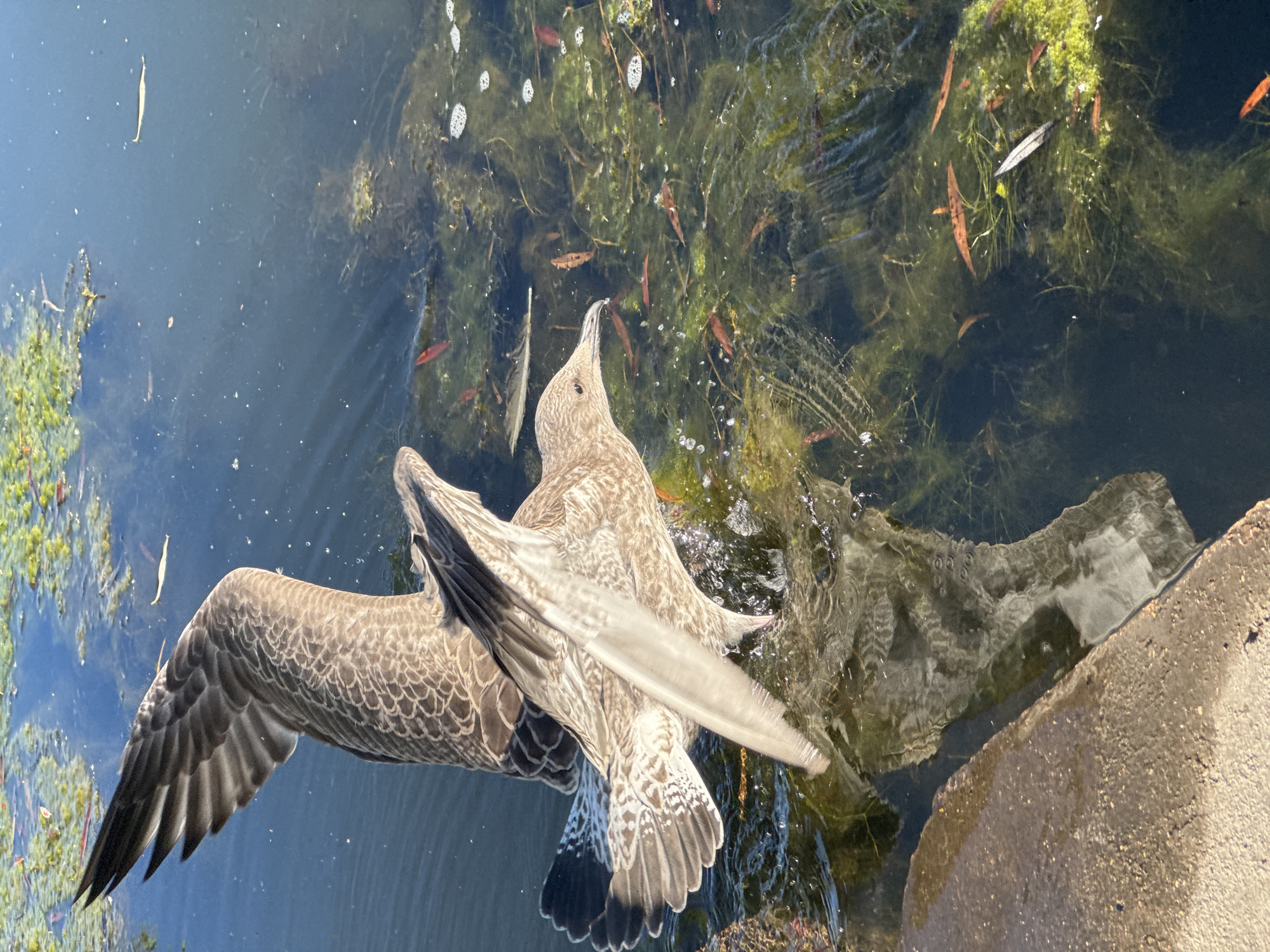 Gulls loitering along a Minsk park waterway