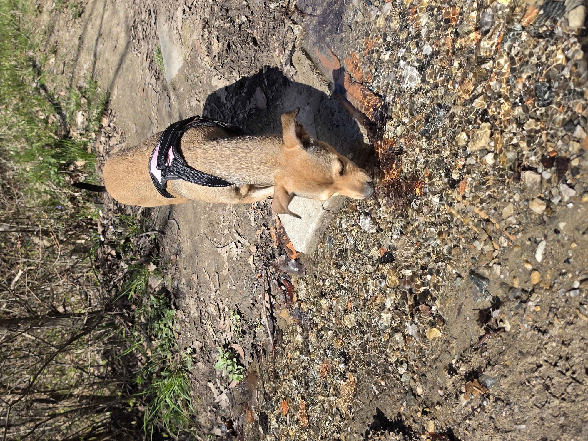 Dog spotted exploring nature paths and stream in Hrabrino