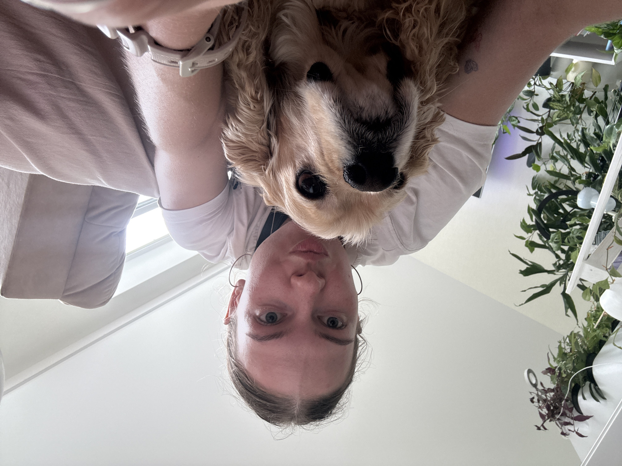 Cocker spaniel and grey cat living their best apartment life