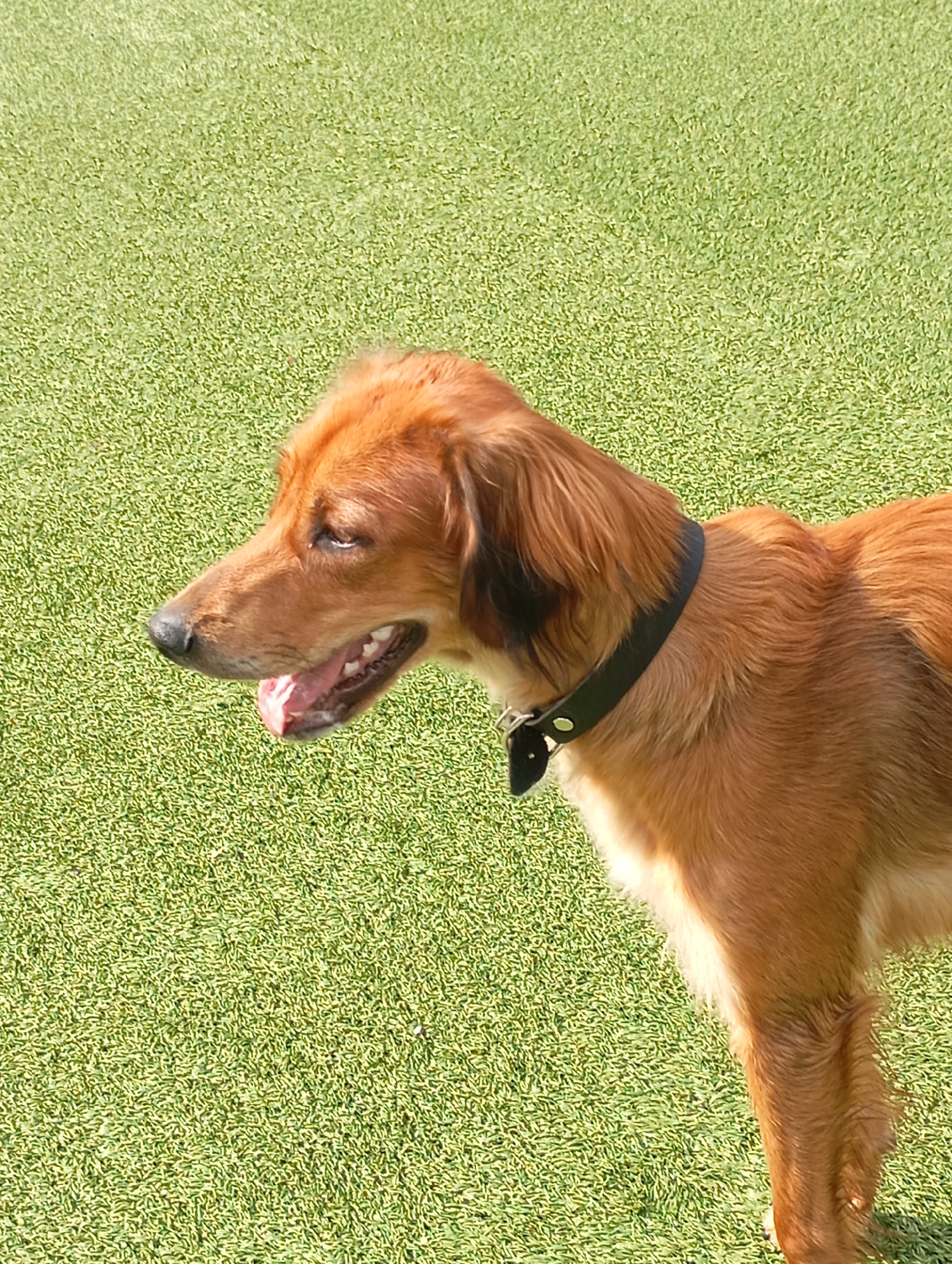 Dogs at play on an artificial turf park in Batumi