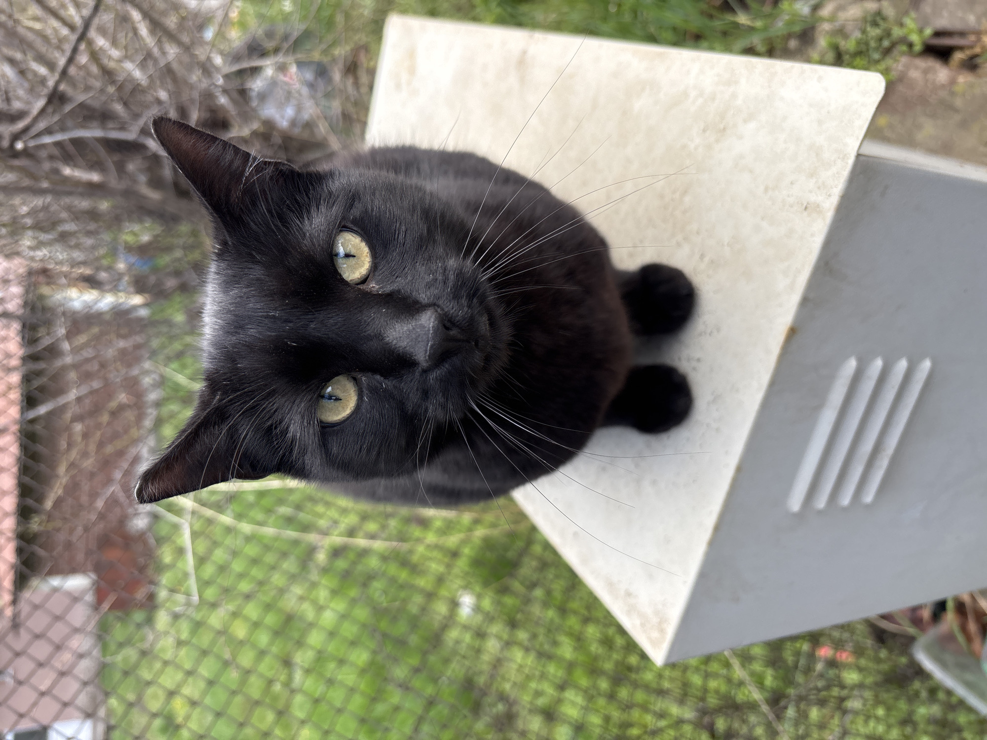 Black cat and decorated car spotted in Sofia neighborhood