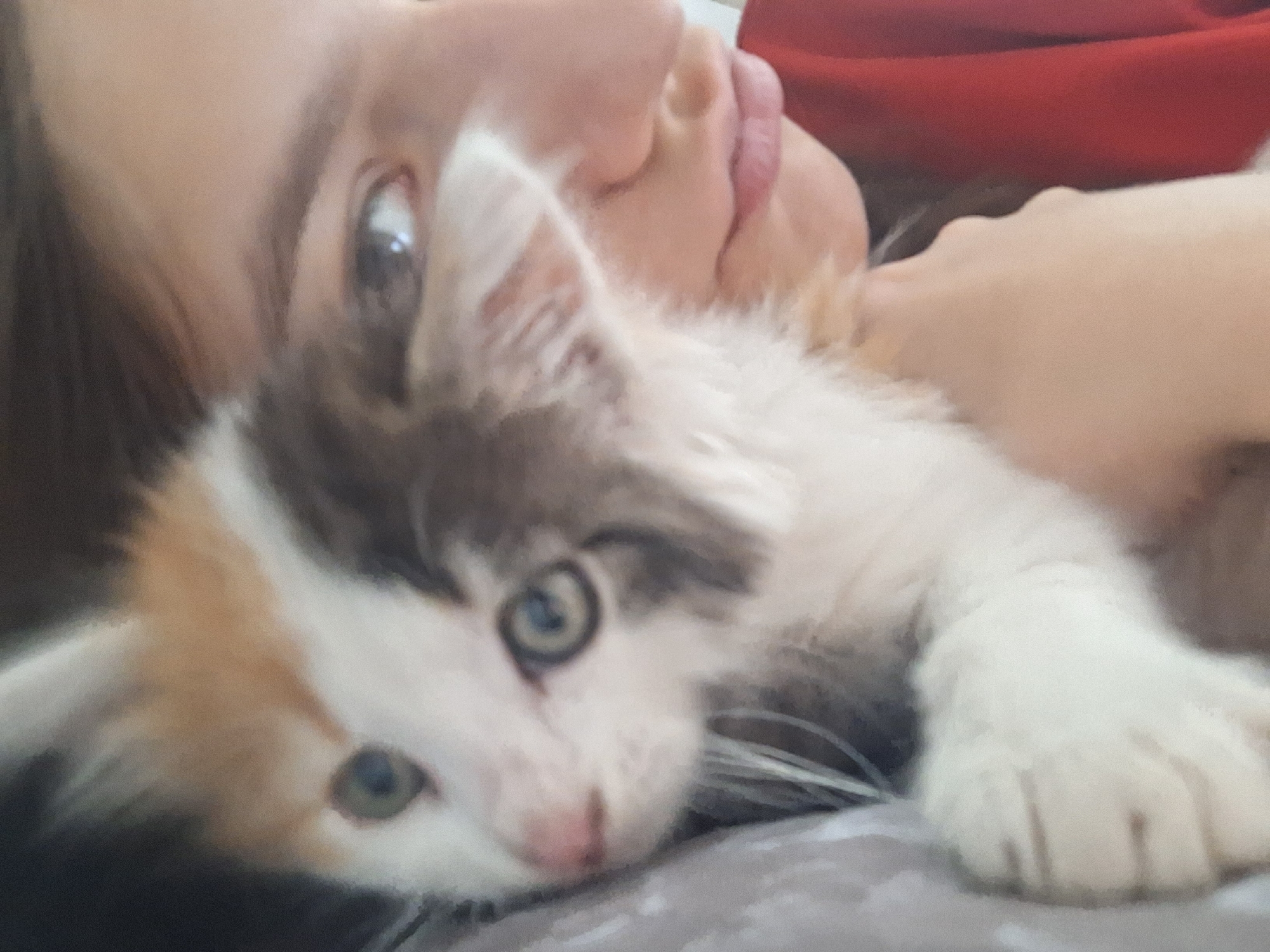 Quiet moments: kitten cuddles and judo training in Bulgarian town