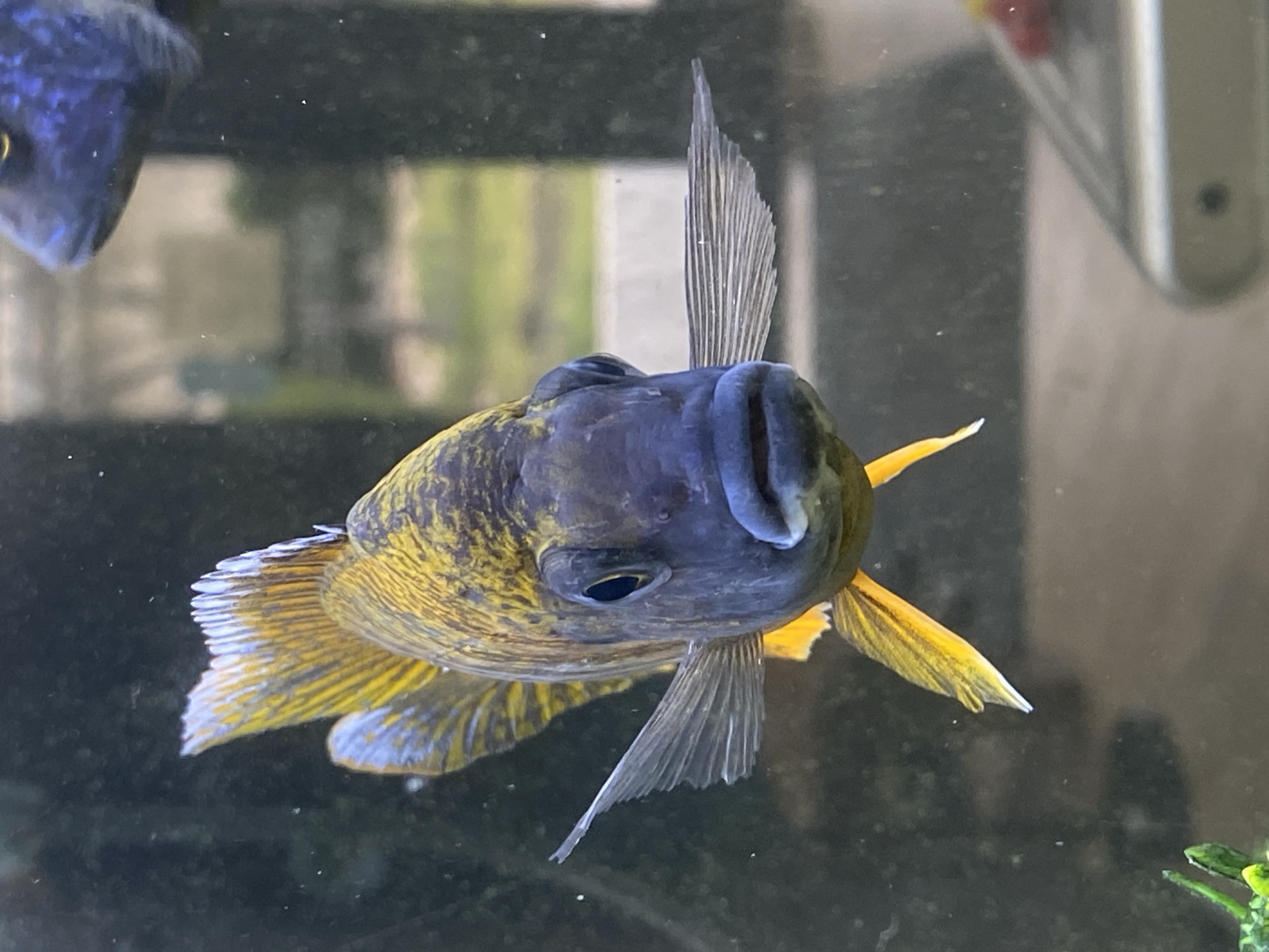 Colorful fish photographed in aquarium in Pleven, Bulgaria
