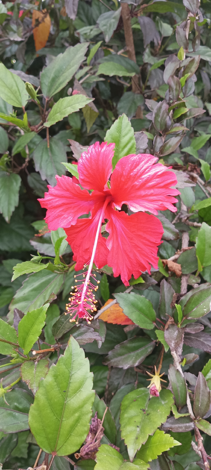 Garden life documented in rural Pakistan village
