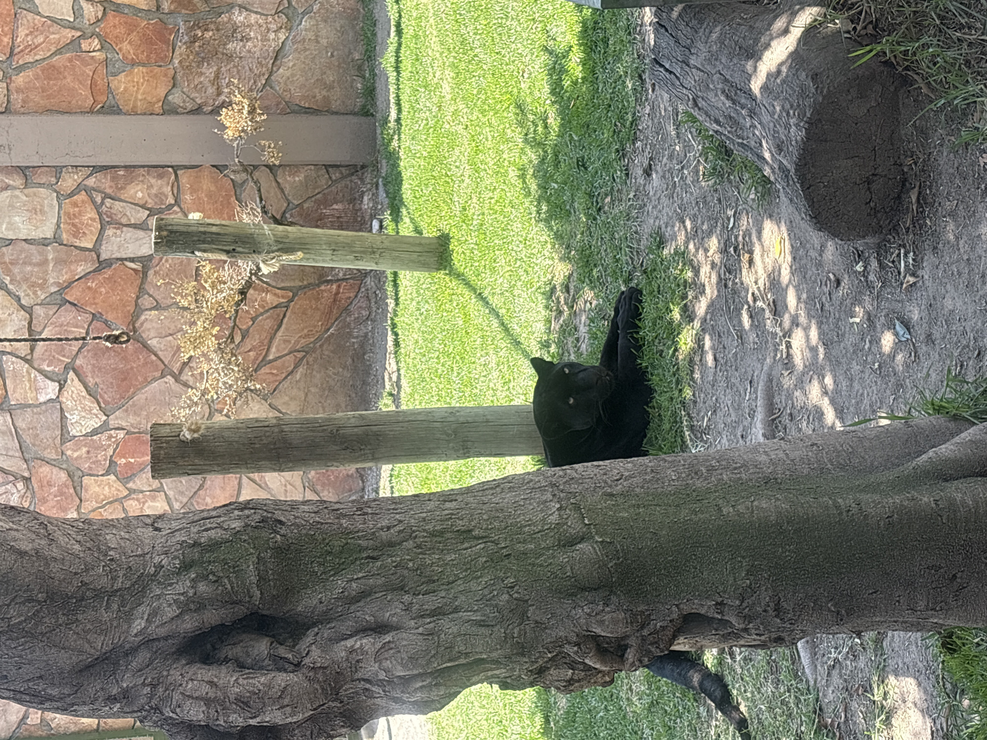 Big cat spotted in San Bernardino Tlaxcalancingo exhibit