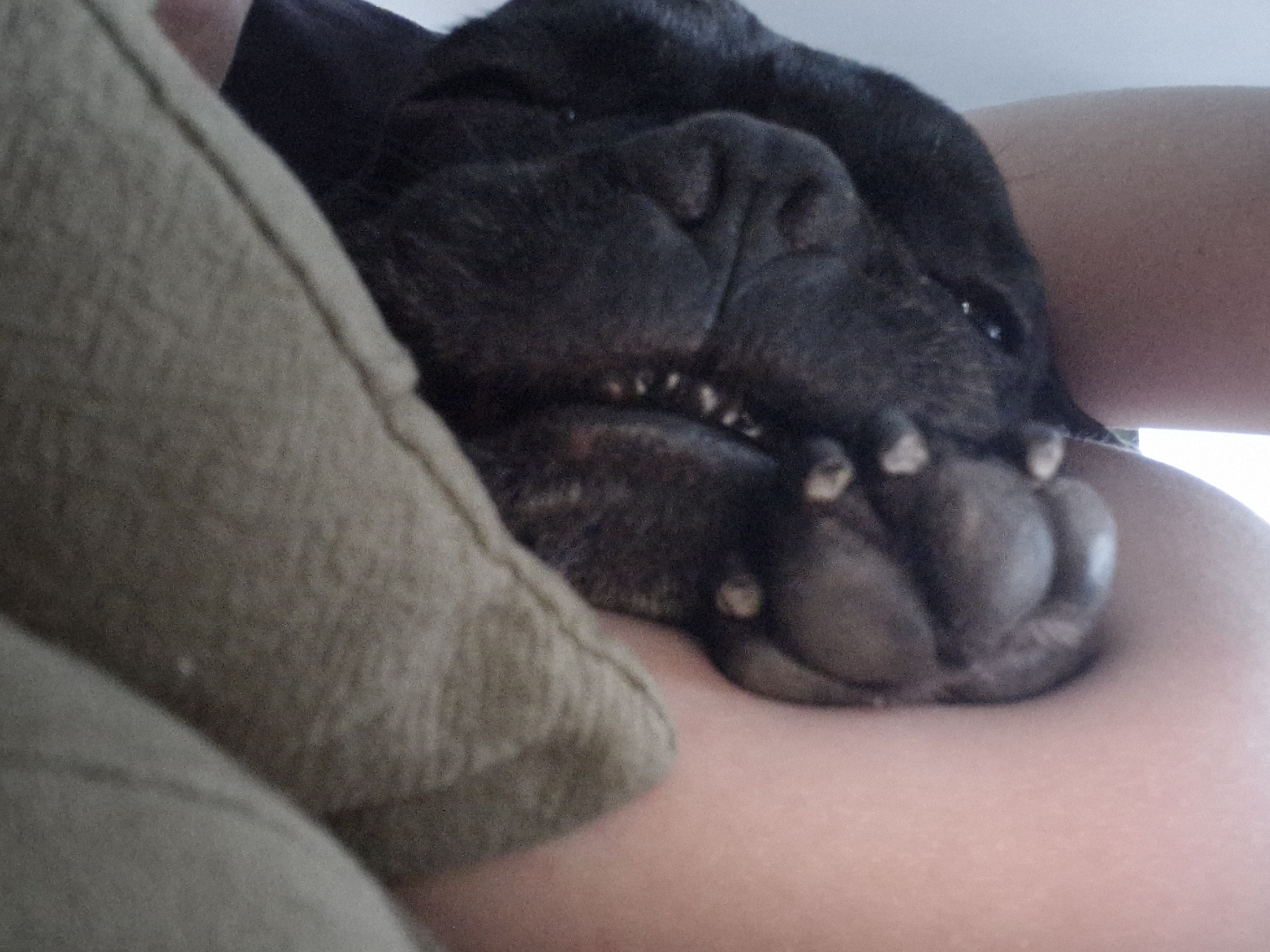 Black dog rests on person in Plovdiv