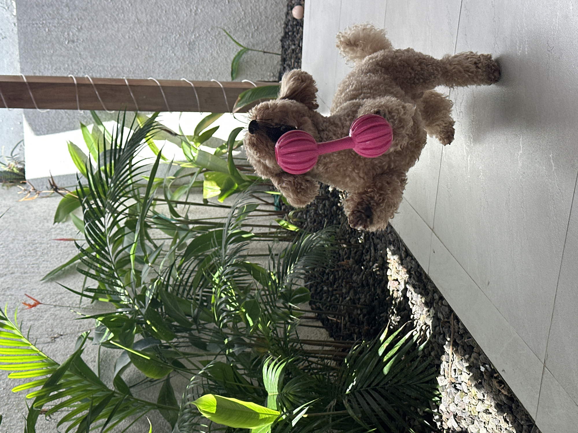 Poodle plays with pink toy on North Kuta patio
