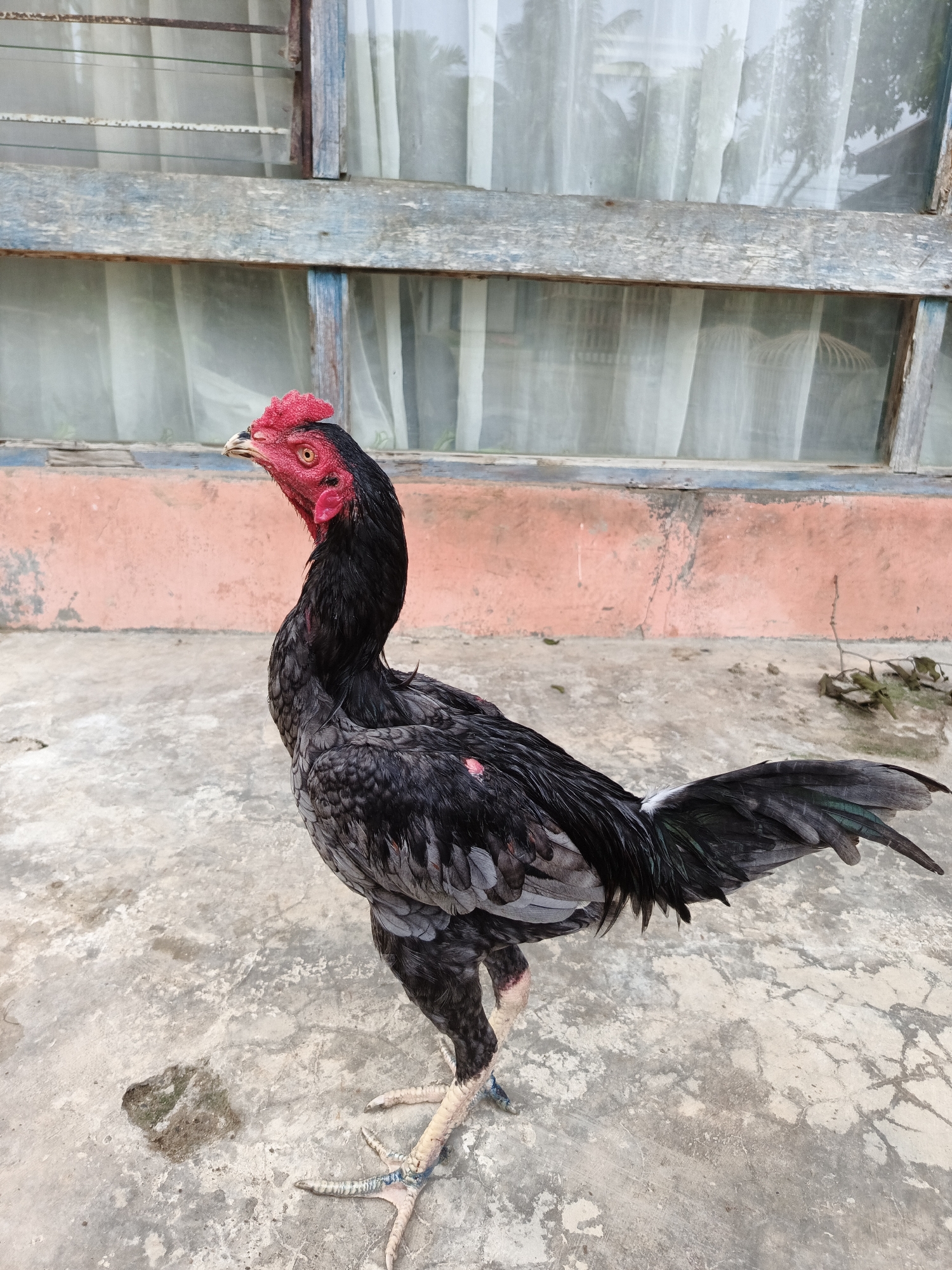 Early morning rooster activity documented in Lhokseumawe, Indonesia