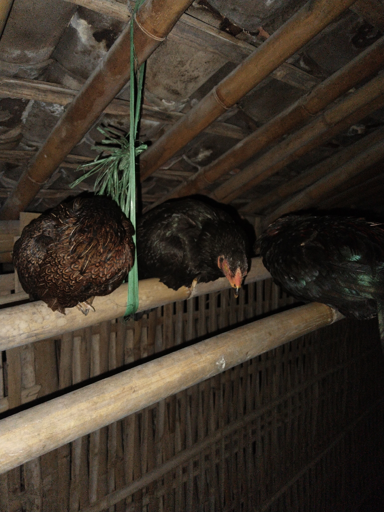 Chickens roosting on bamboo perches in rustic coop