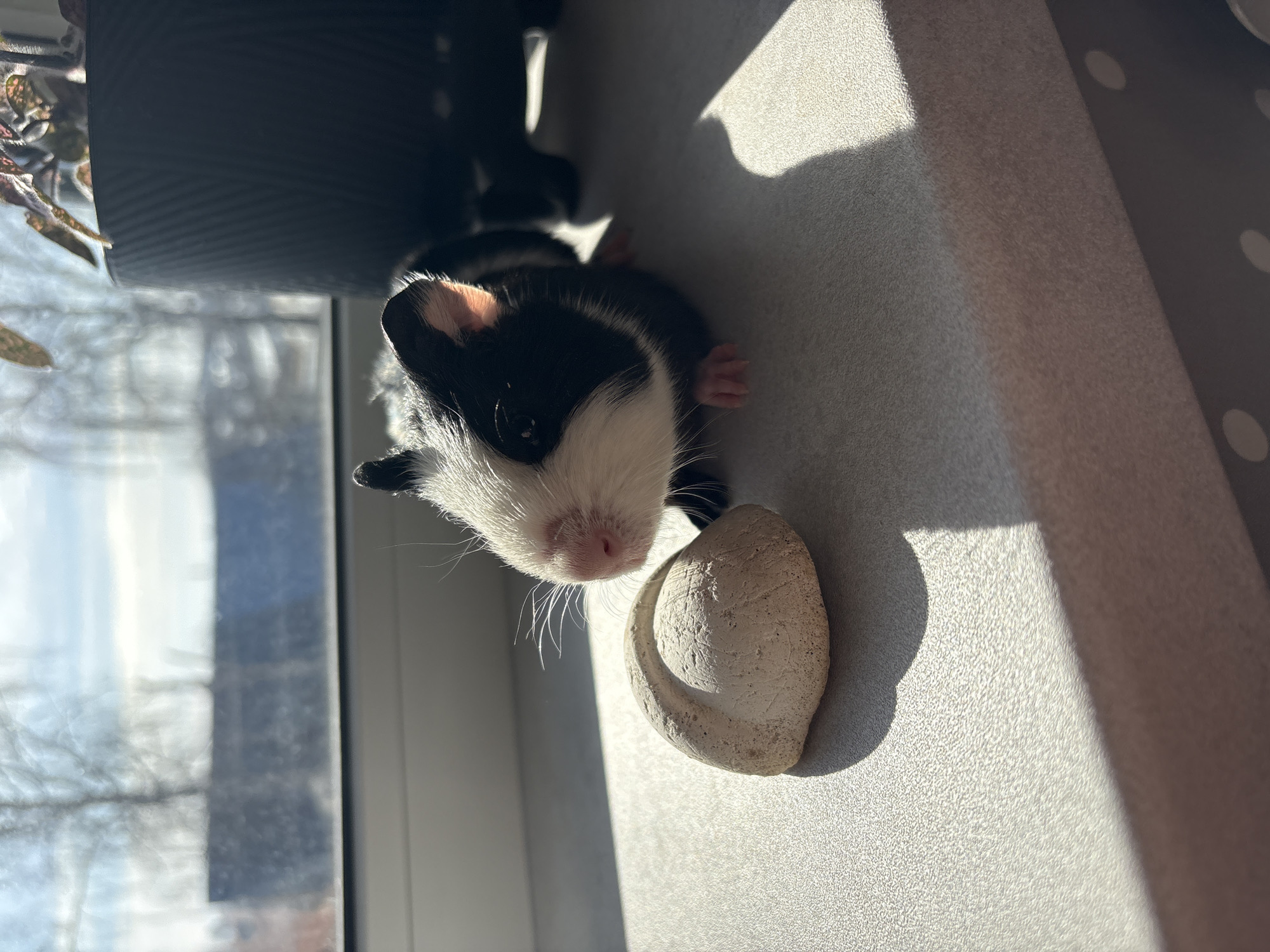 Morning domestic life documented in Votkinsk, Russia household