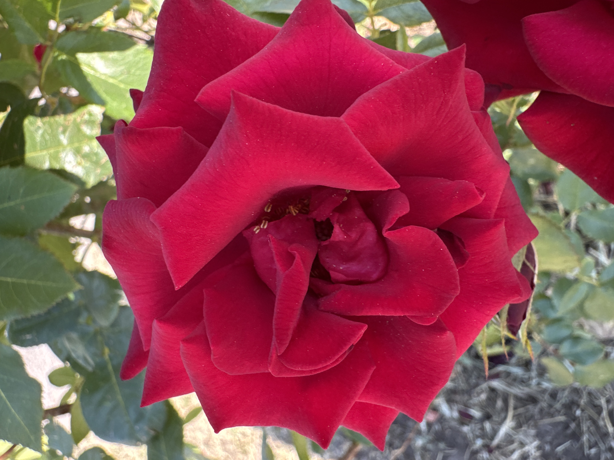 Late-summer plants up close in Kryvyi Rih