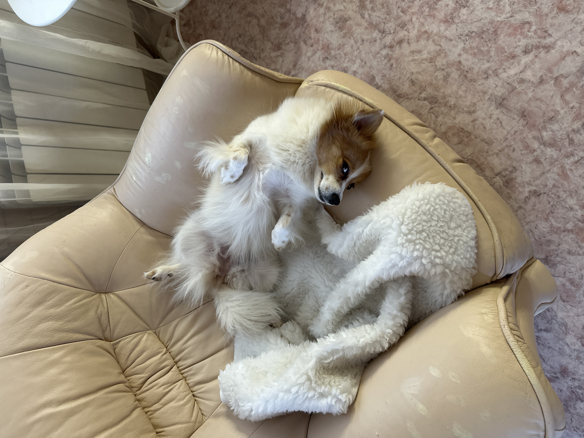 Quiet moments captured in Kazan: indoor pet, outdoor twilight