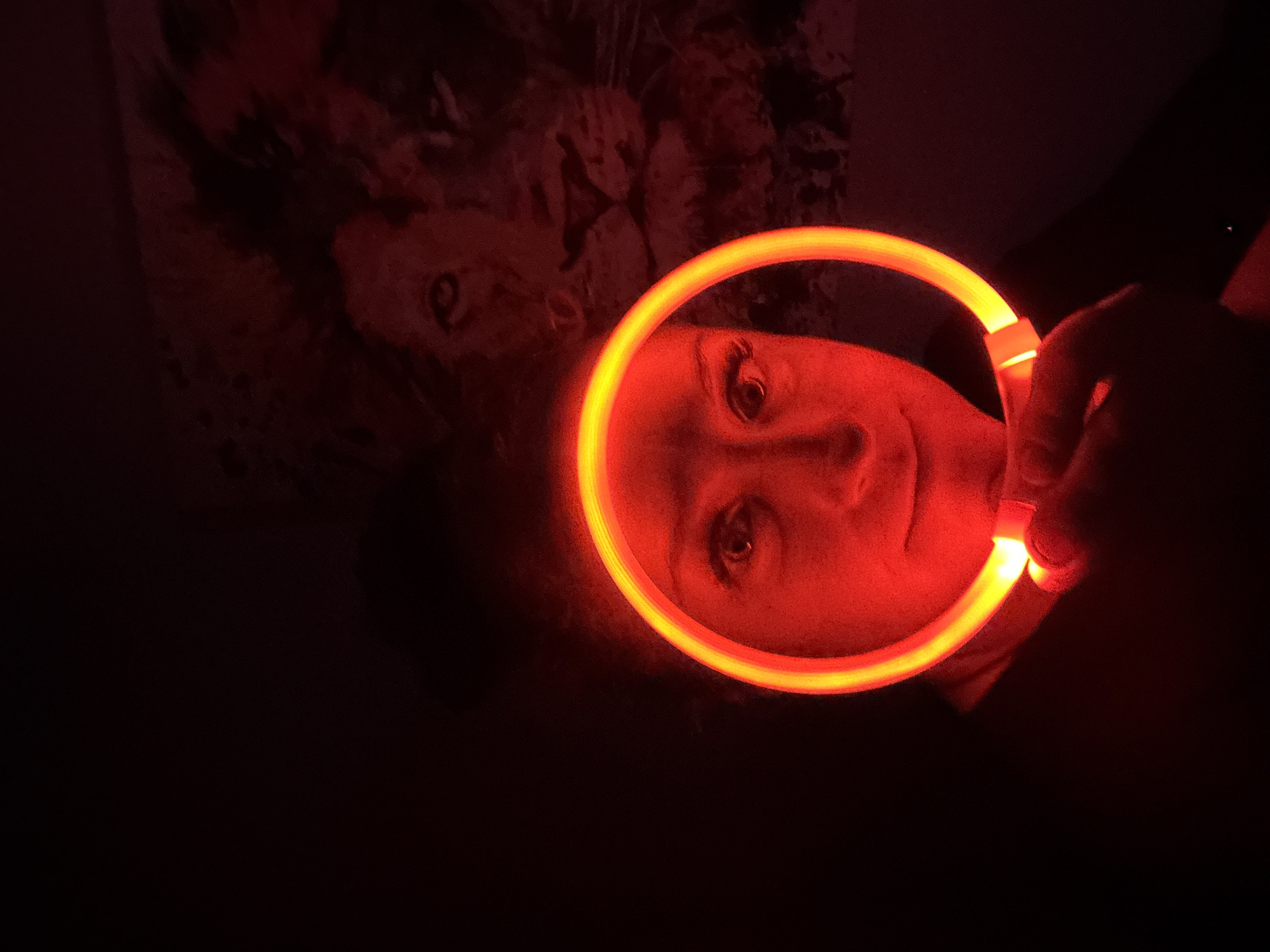 Late-night LED light experiments captured with resting dog