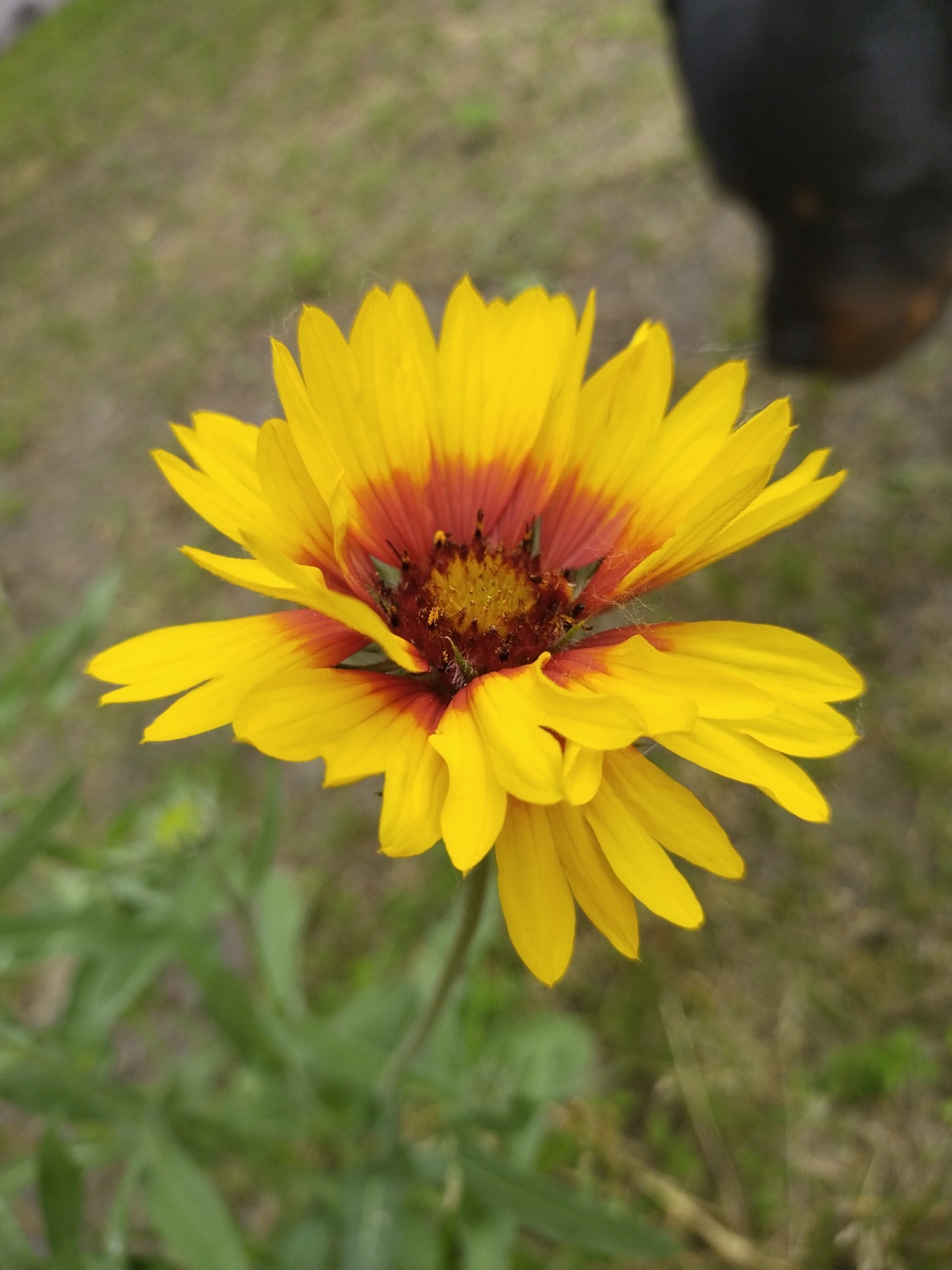 Nature walk documented in Horishni Plavni with flowers, dog