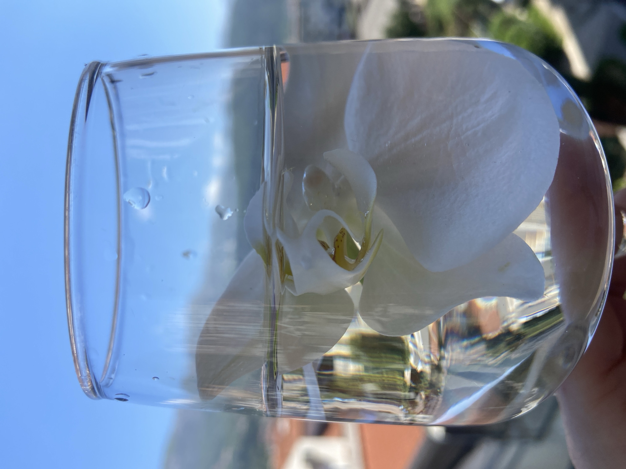 Person holds orchid in glass against Budva cityscape