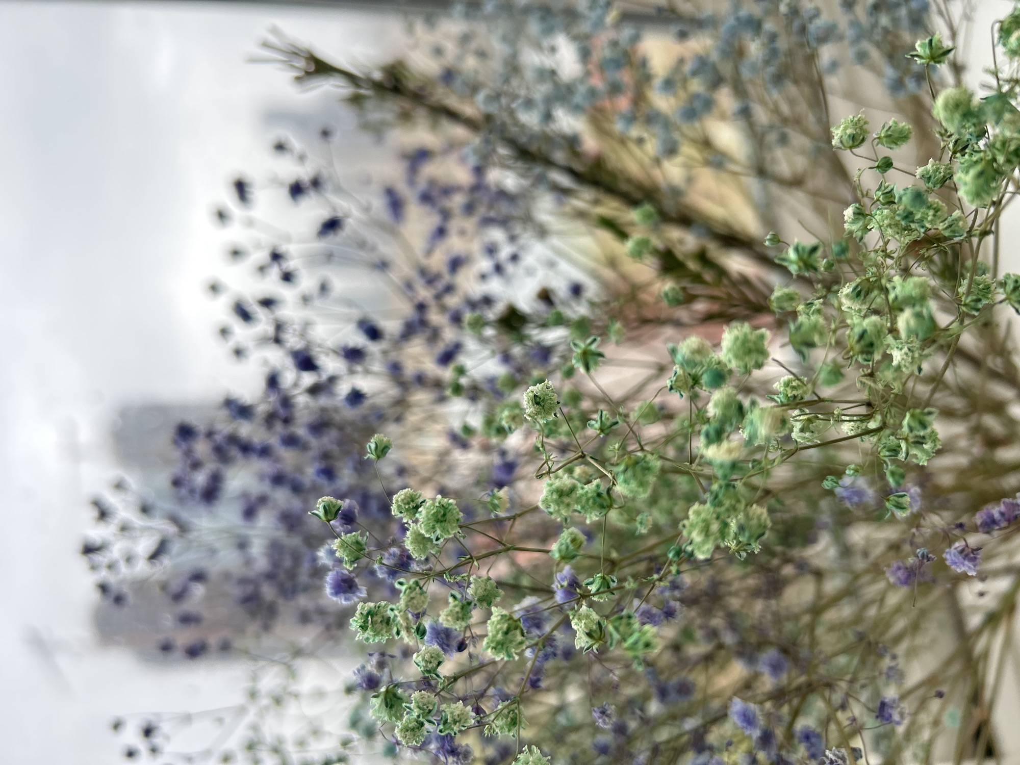 Dried baby's breath flowers photographed in Khimki, Russia