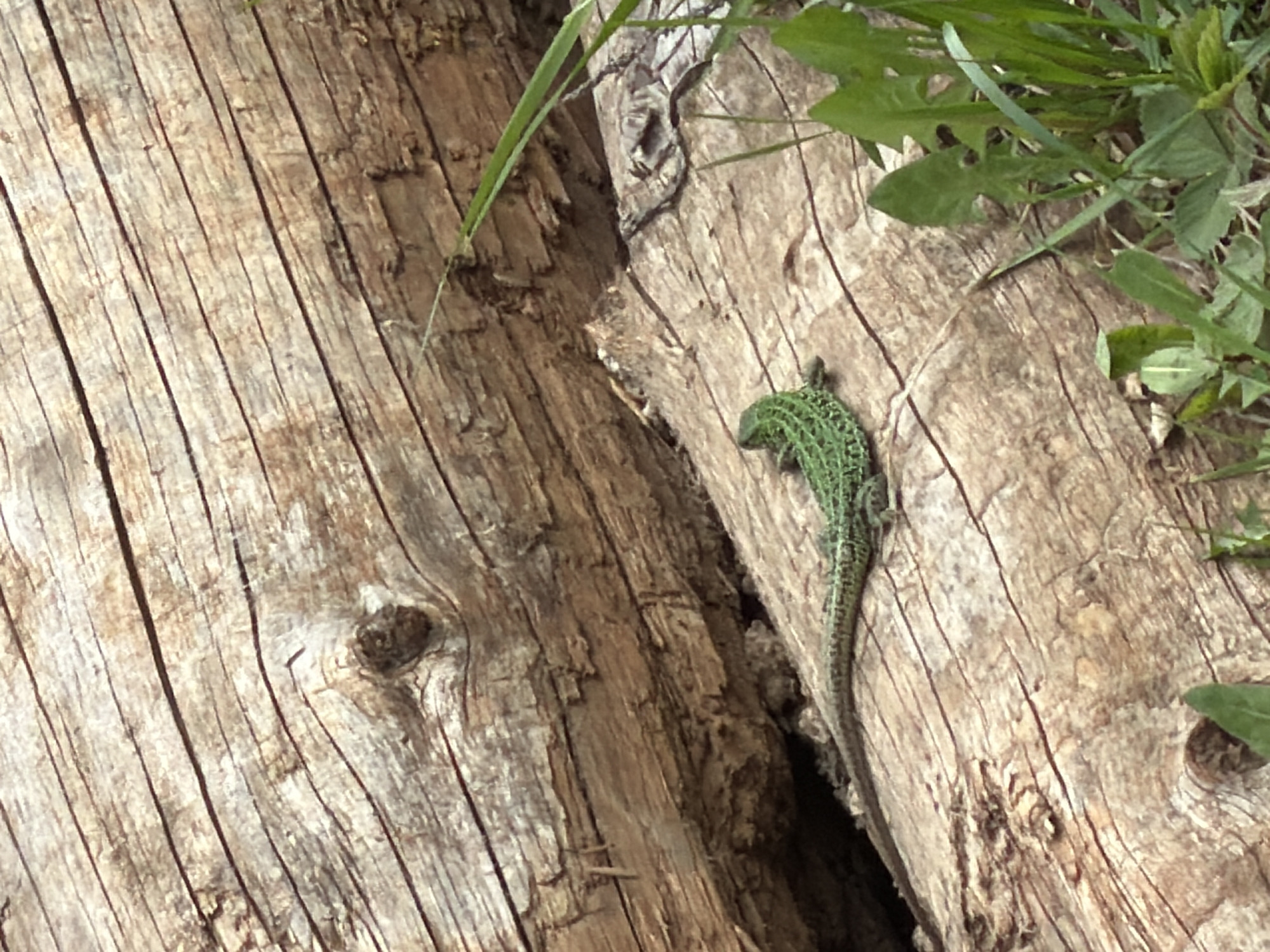 Green spotted lizard observed on tree bark in Russia