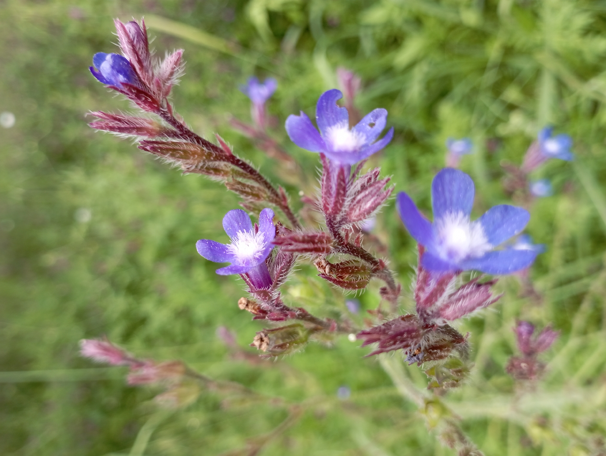 Wildflower Documentation Captured in Dalaman Turkey Spring Survey