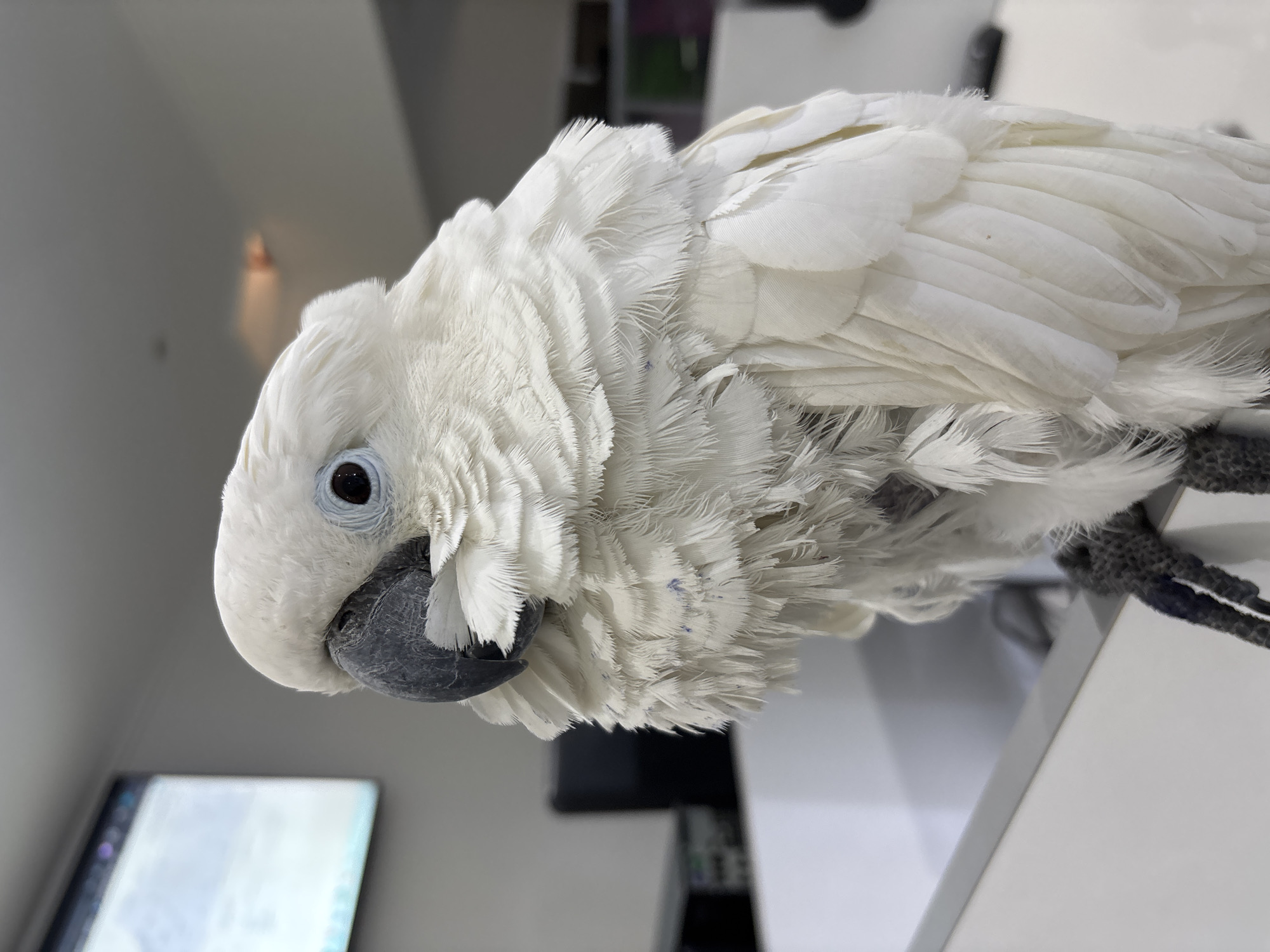 White cockatoo spotted in Tangier office, scooter street scenes