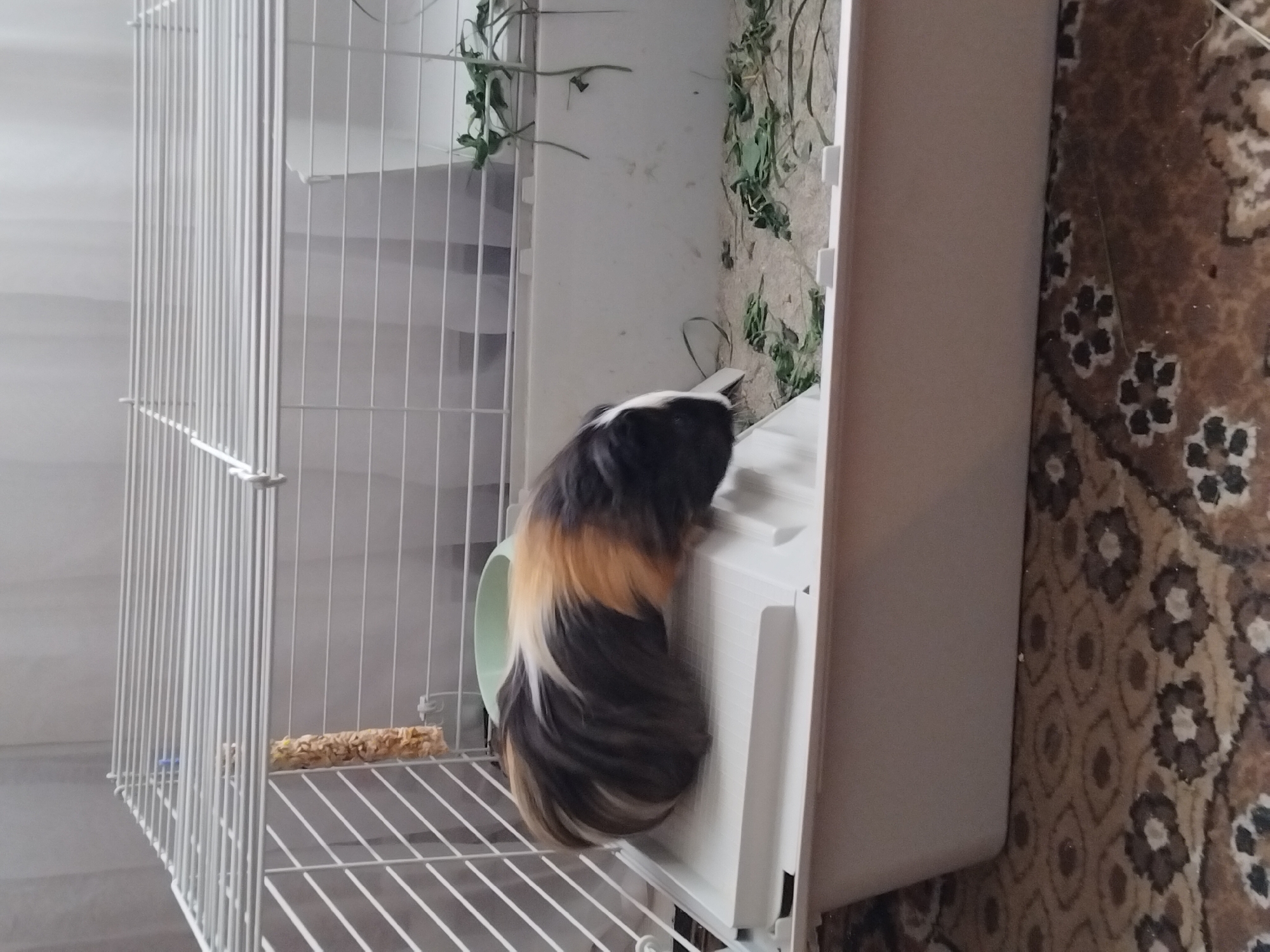 Hedgehogs and a guinea pig spotted around Liubotyn