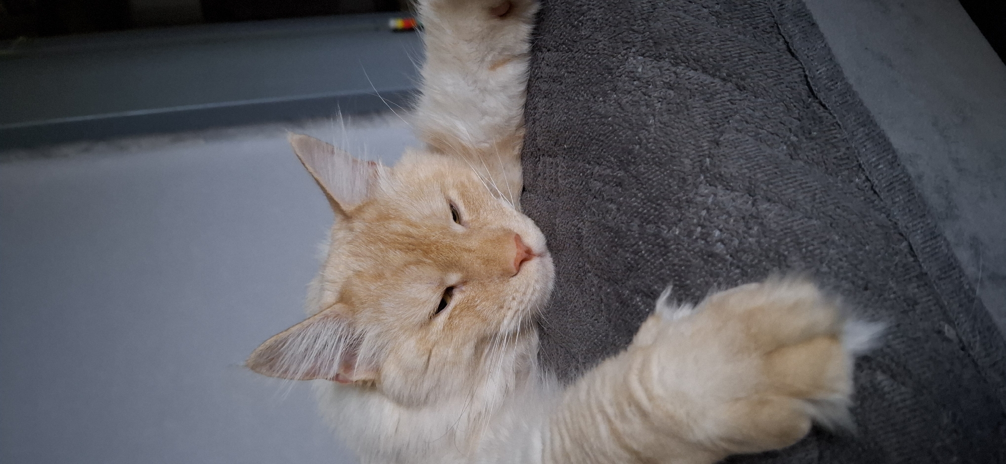 Cat naps and cloudy skies on a quiet afternoon