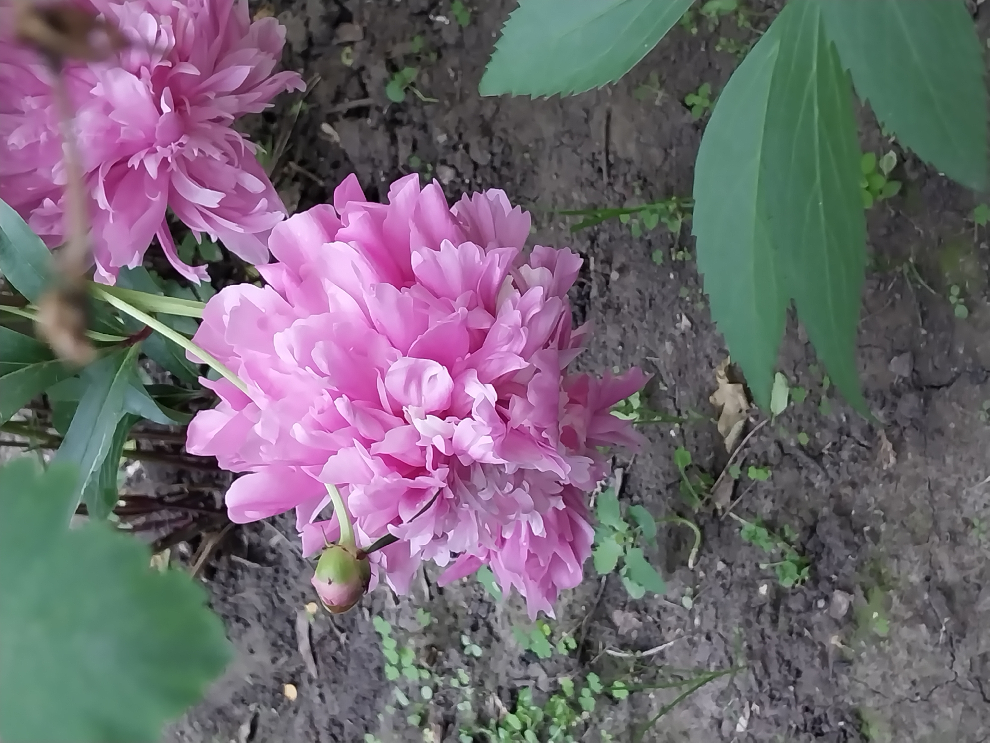 Early morning garden tour documented across Dnipro neighborhoods