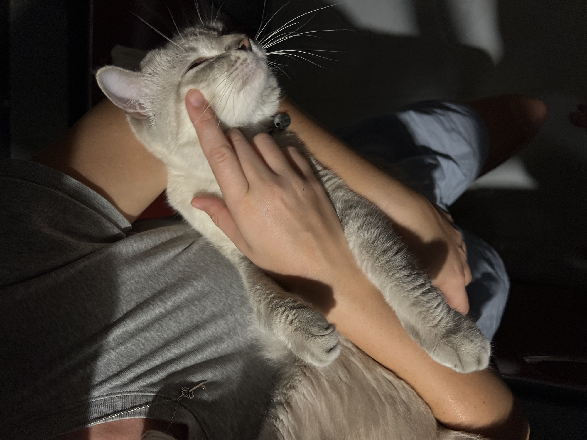 Beachside evening with cat encounters and ocean sunsets