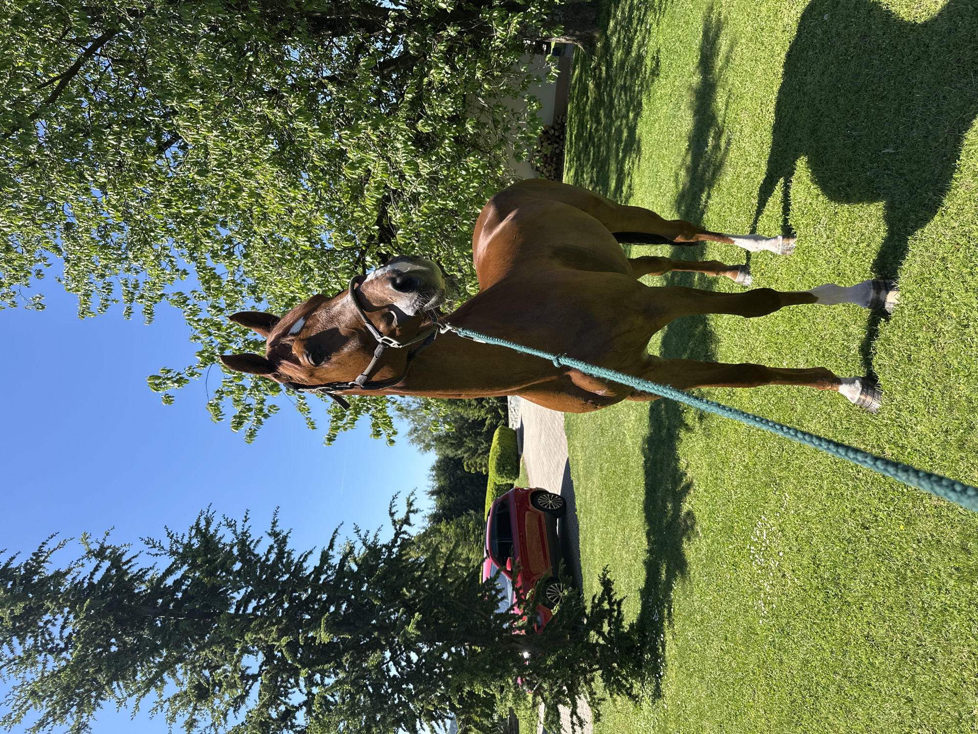 Chestnut horse spotted on lawn in Austrian town