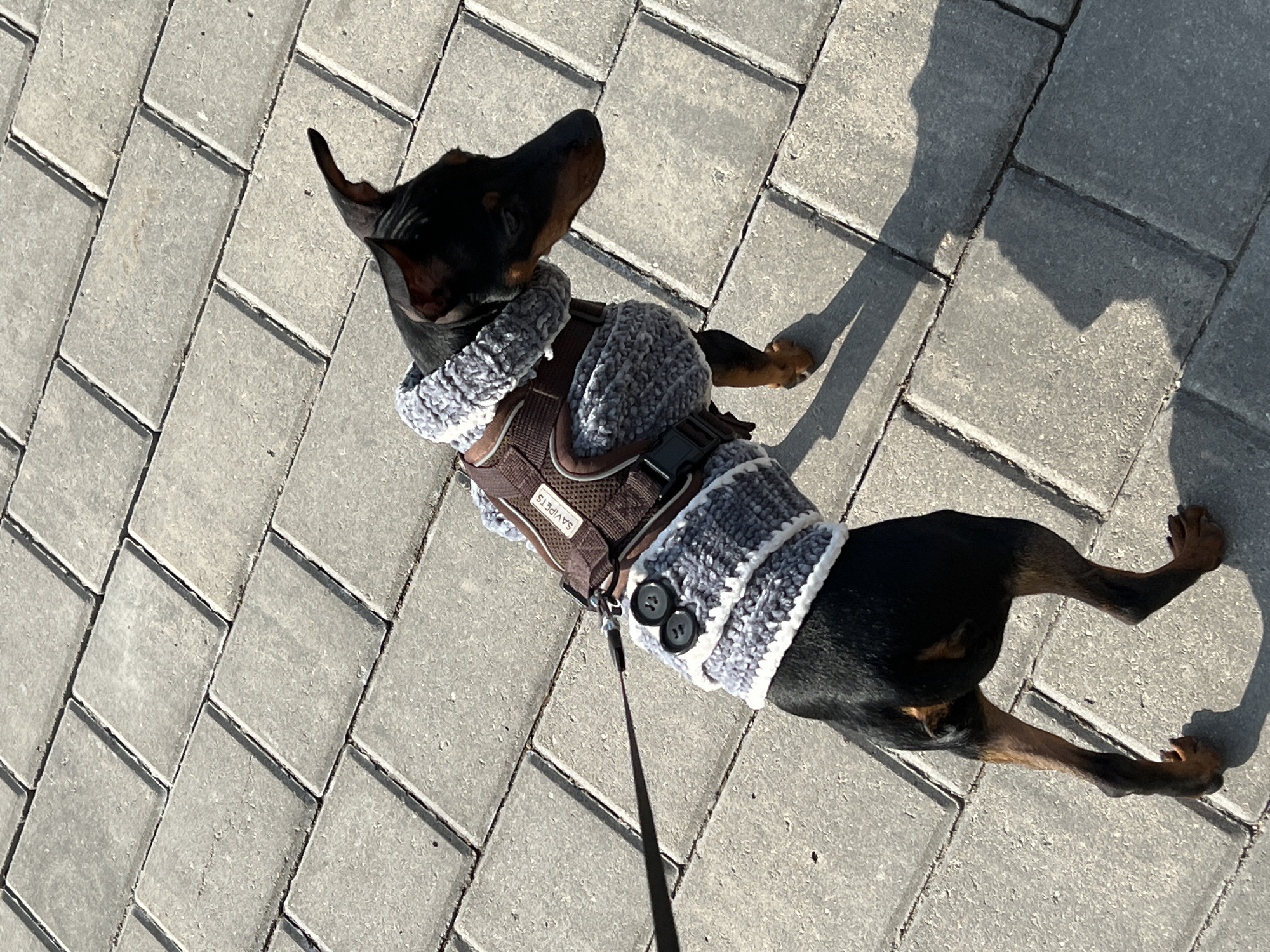 Morning dog walk in Saint Petersburg encounters cordoned pavement damage