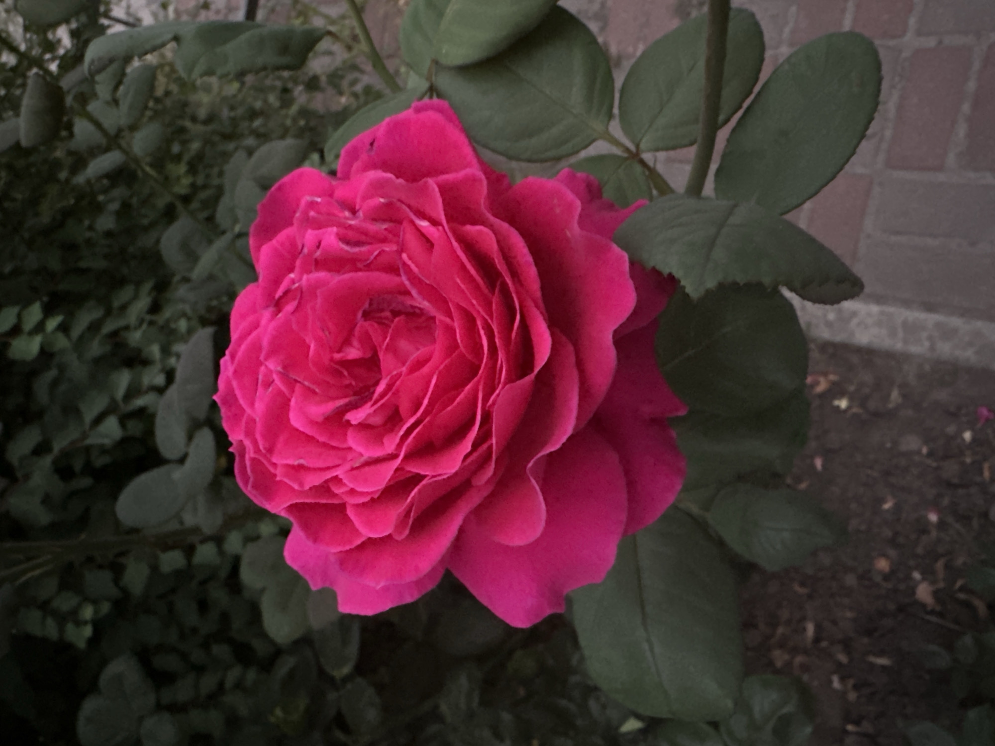 Roses in bloom, photographed up close in Kyiv