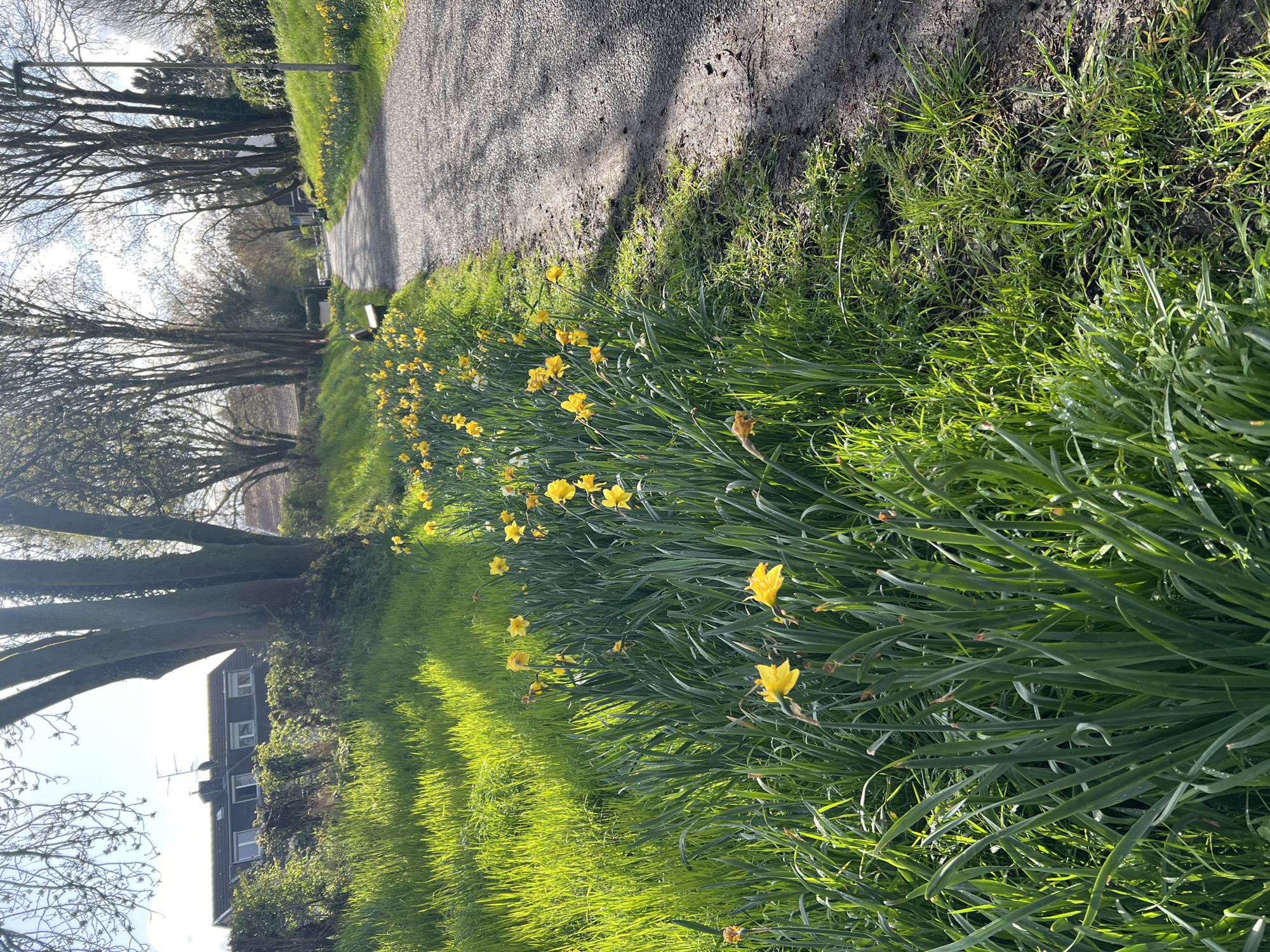 Spring blooms and leashed dog observed on Würselen pathway