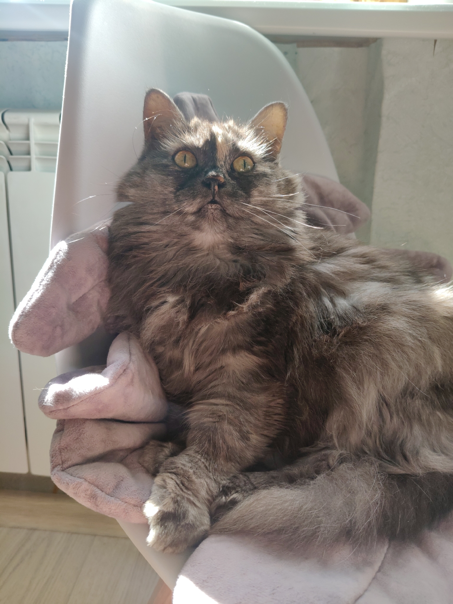 Tortoiseshell cat on a pink blanket, up close