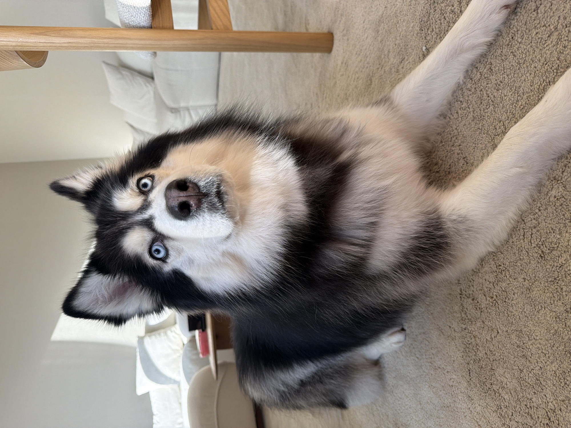 Siberian Husky chilling at home in Dubai