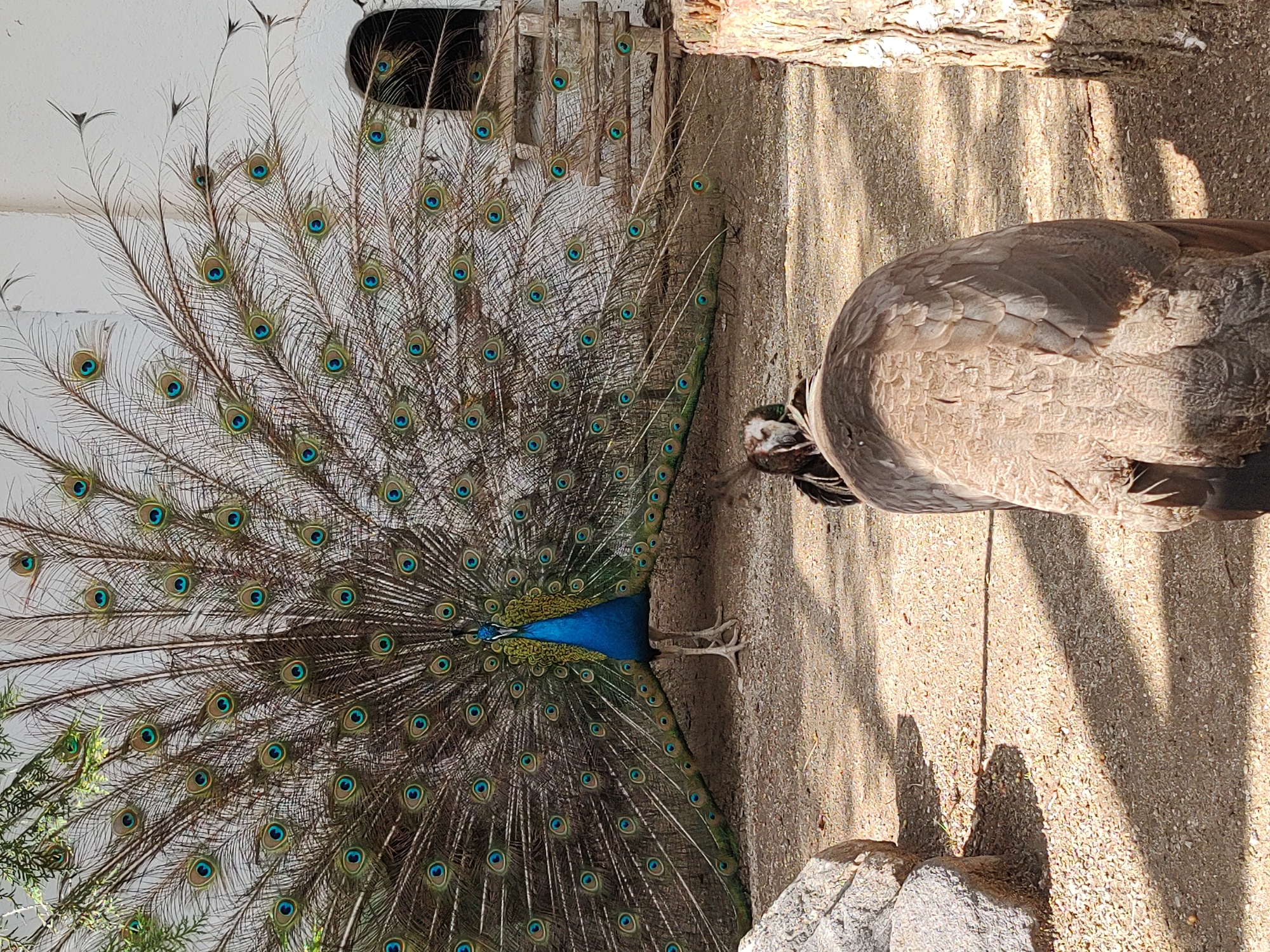 Visitor documents animals at Blagoevgrad petting zoo during afternoon visit