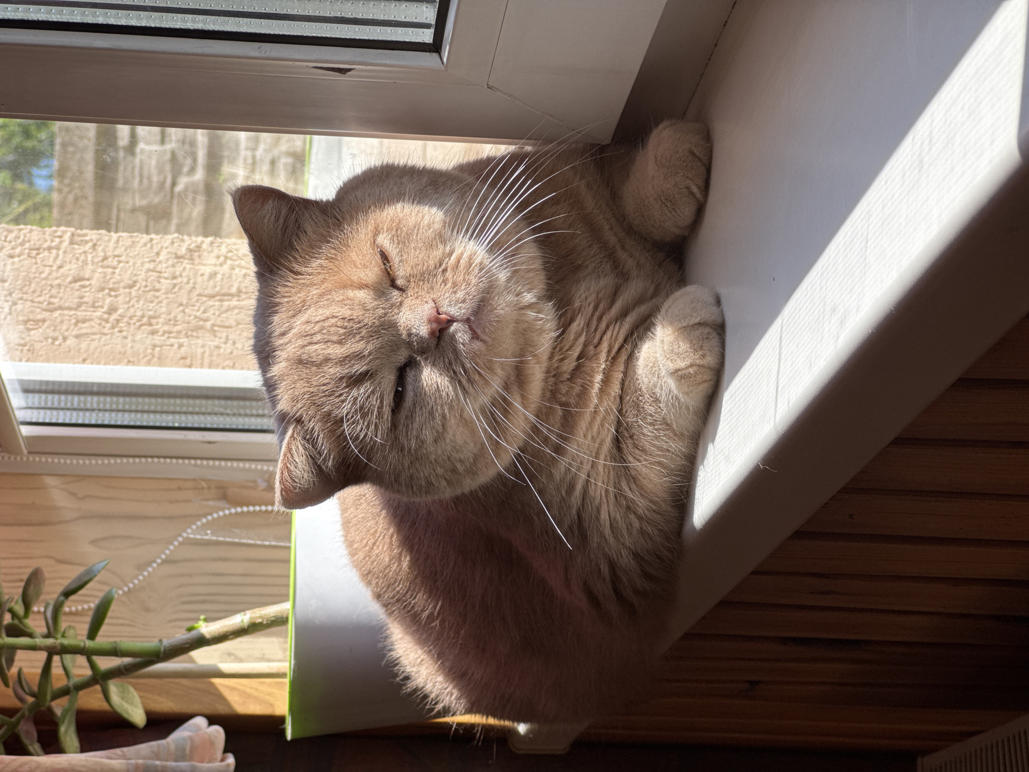 Cats observed lounging in sunlit home spaces during early morning
