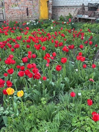Spring tulips bloom in Kharkiv garden amid ongoing conflict
