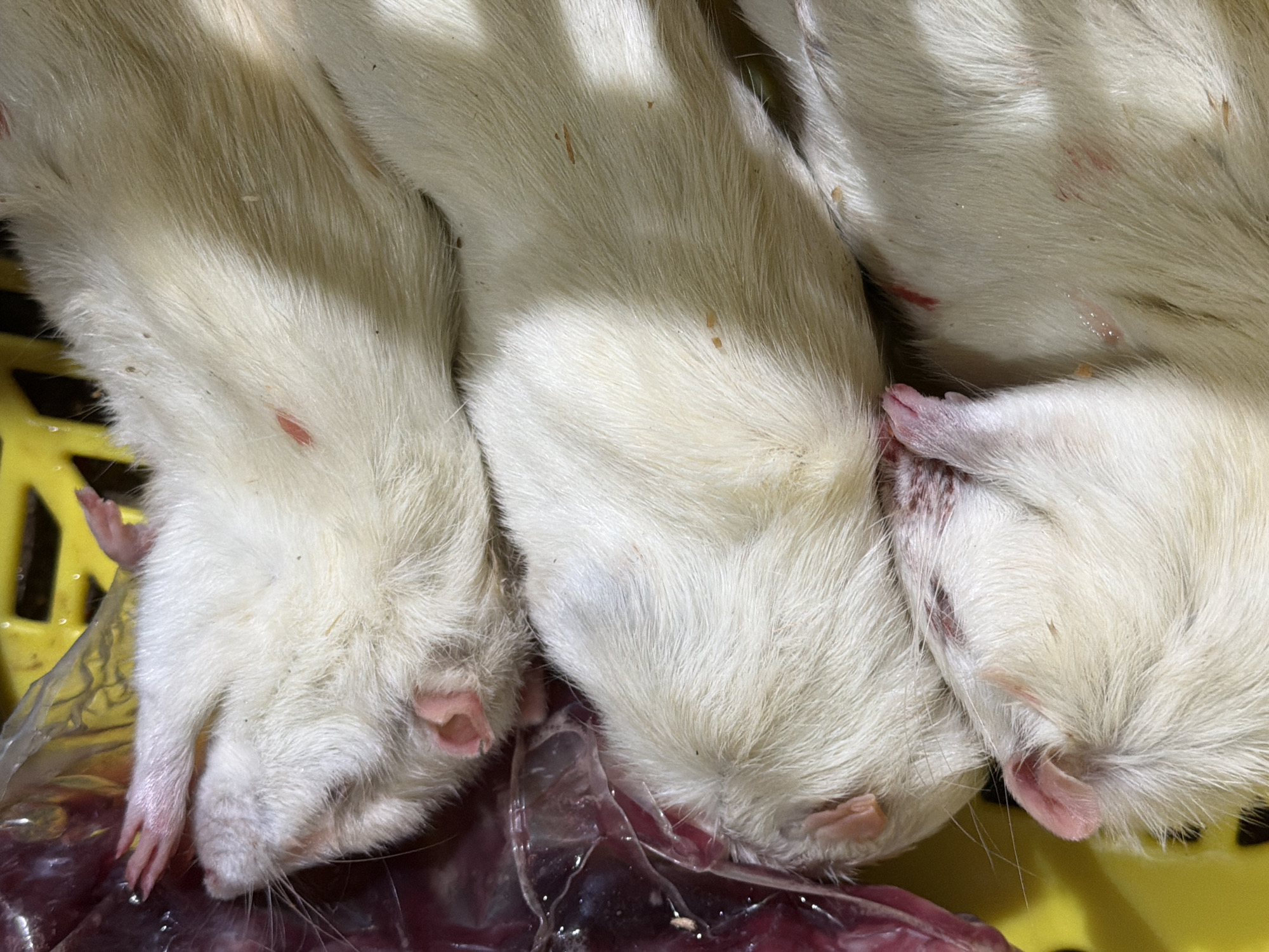 Three white rats found motionless on plastic surface