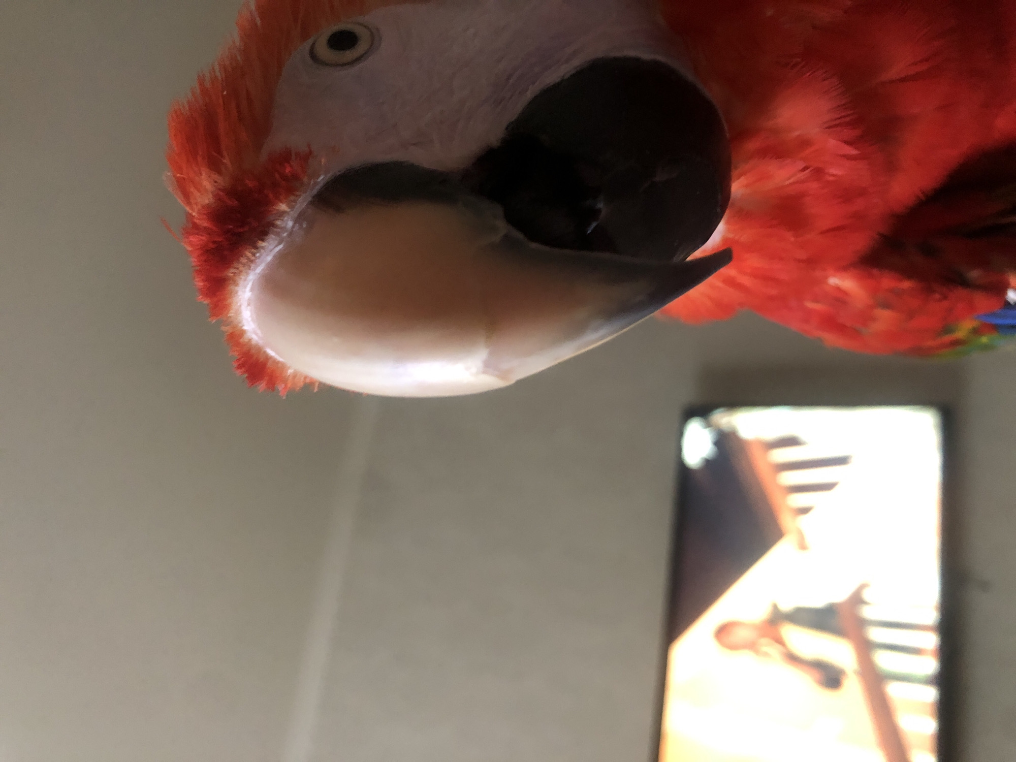 Scarlet macaw perched on a leather sofa in Kazan
