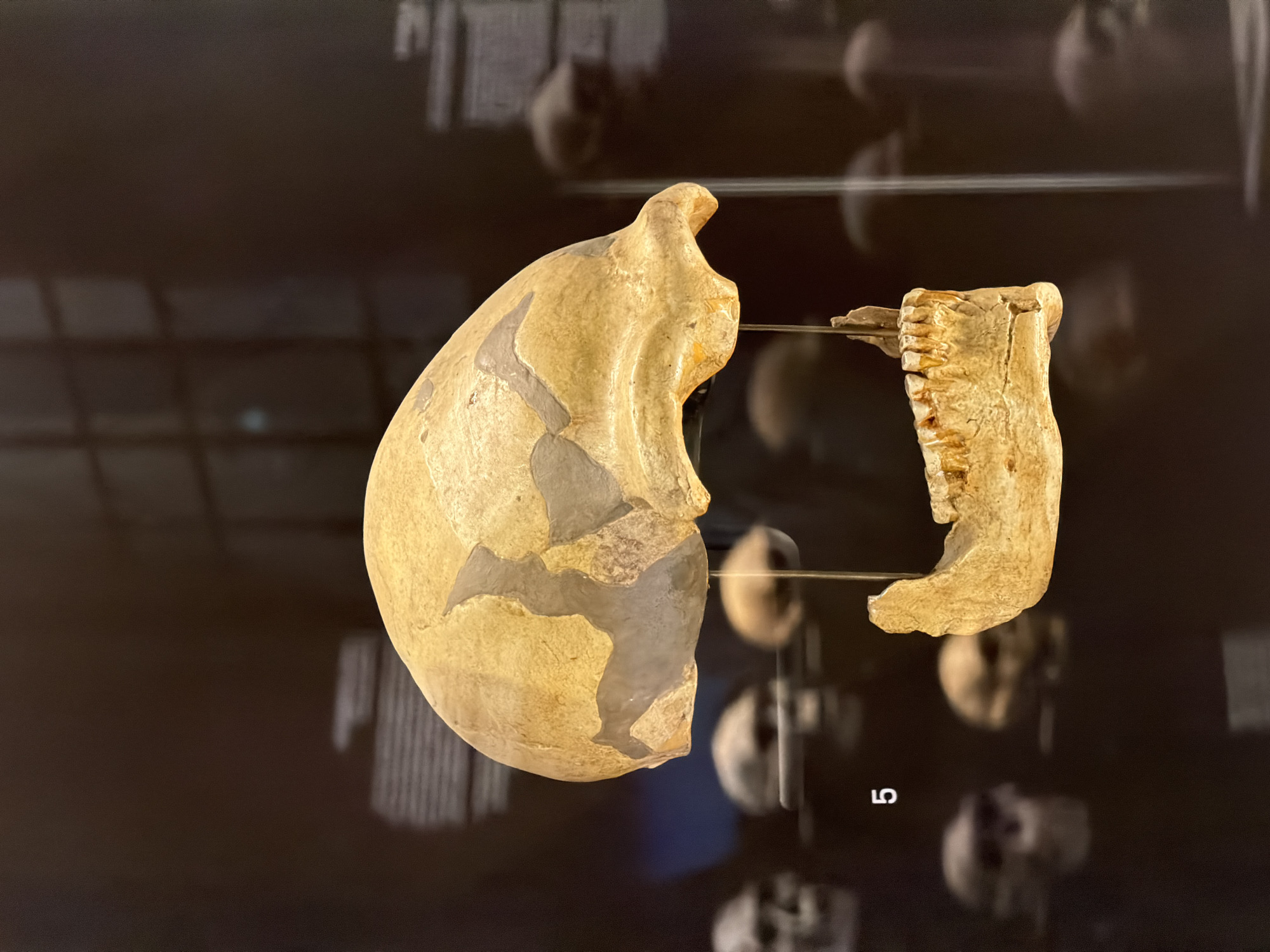 Visitor documents natural history museum exhibits in Milan