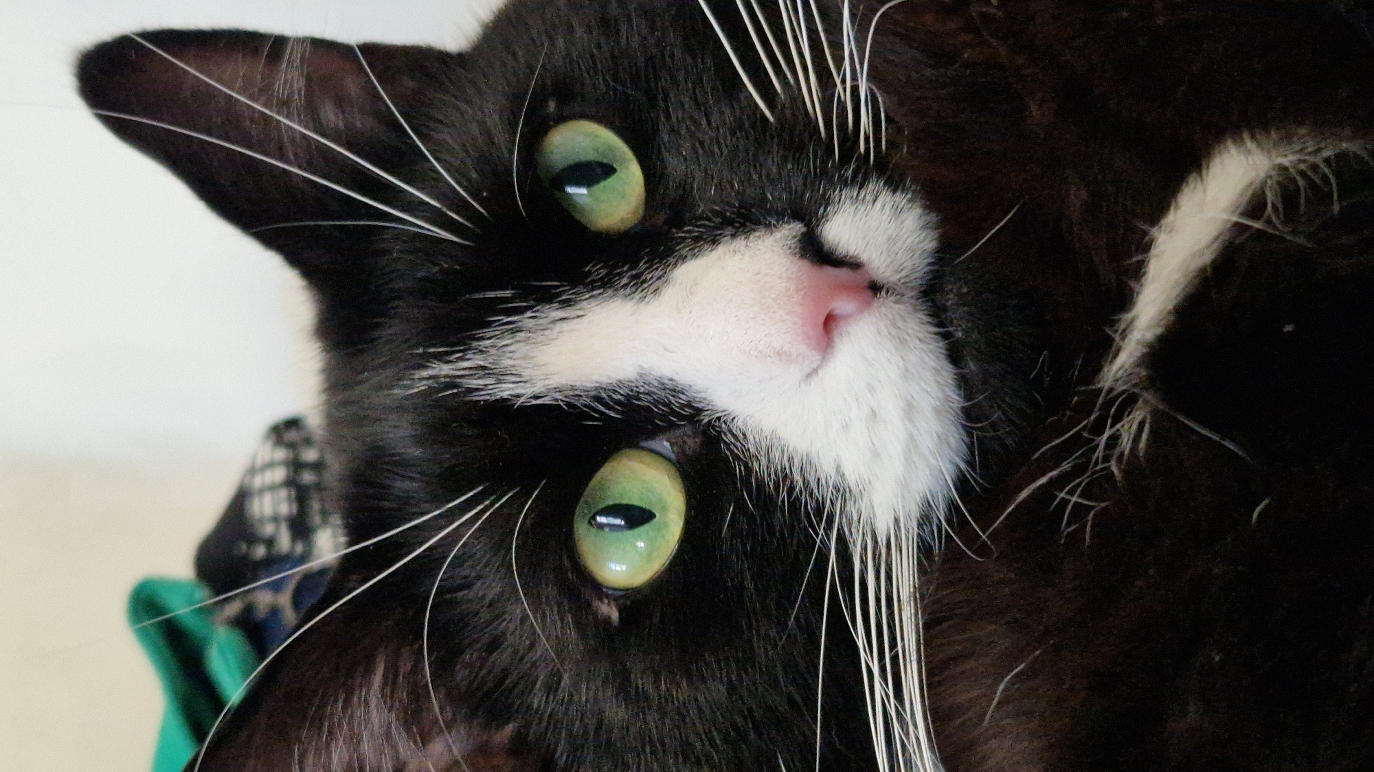 Close-up cat portrait session in Riga, green eyes everywhere
