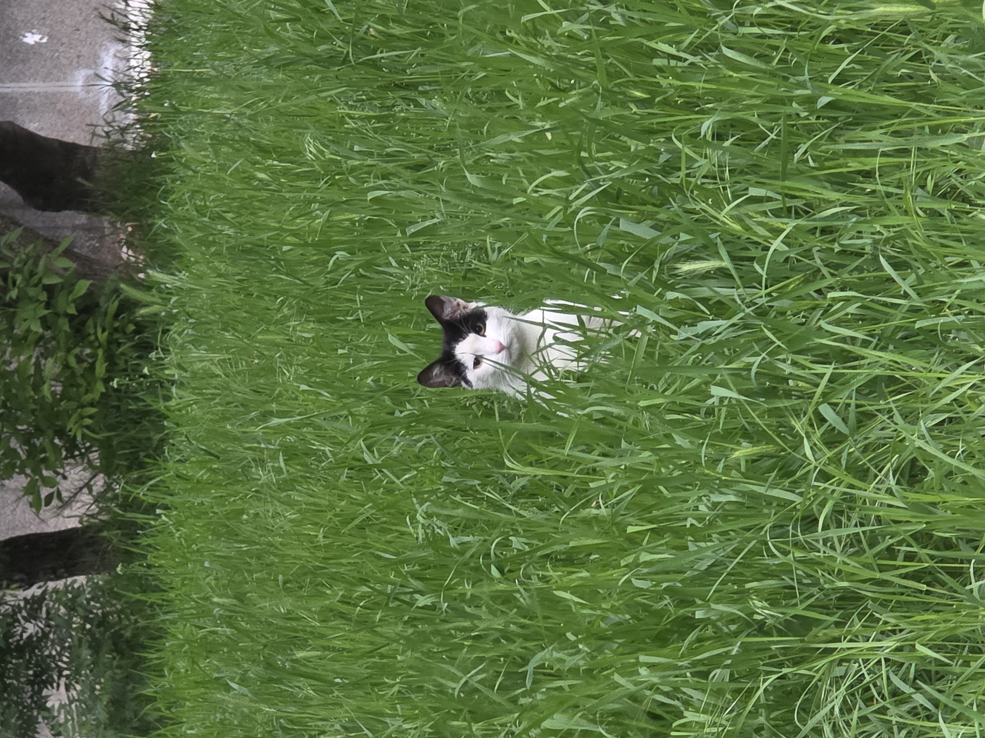 Cat spotted in tall grass in Sofia, Bulgaria