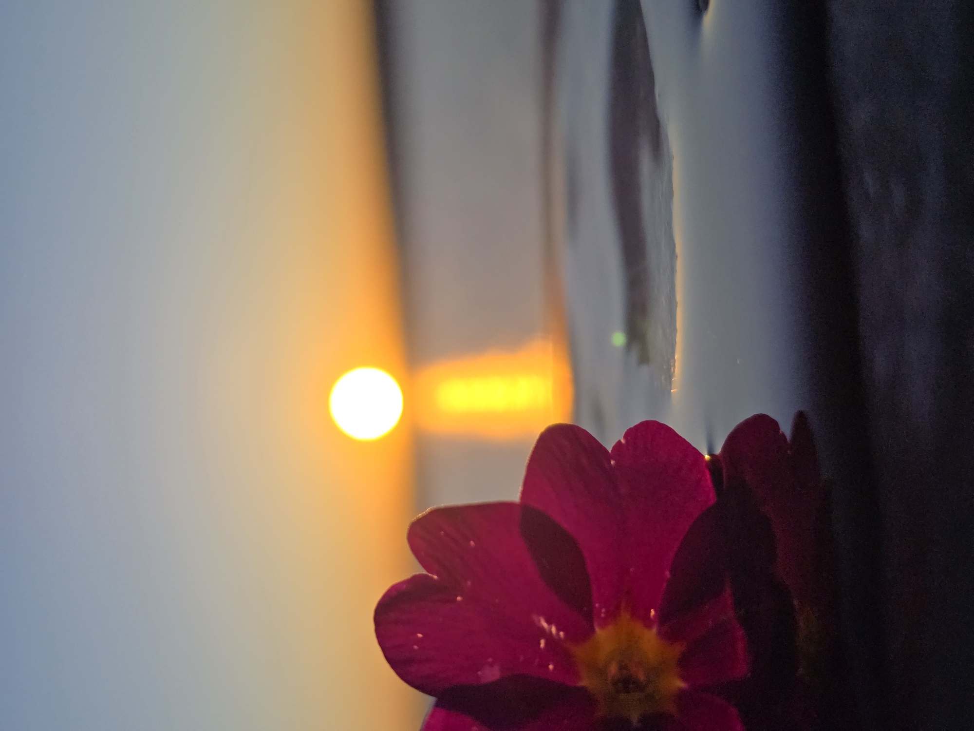 Sunset scenes captured in Chaikovsky, Russia including flowers and walkway