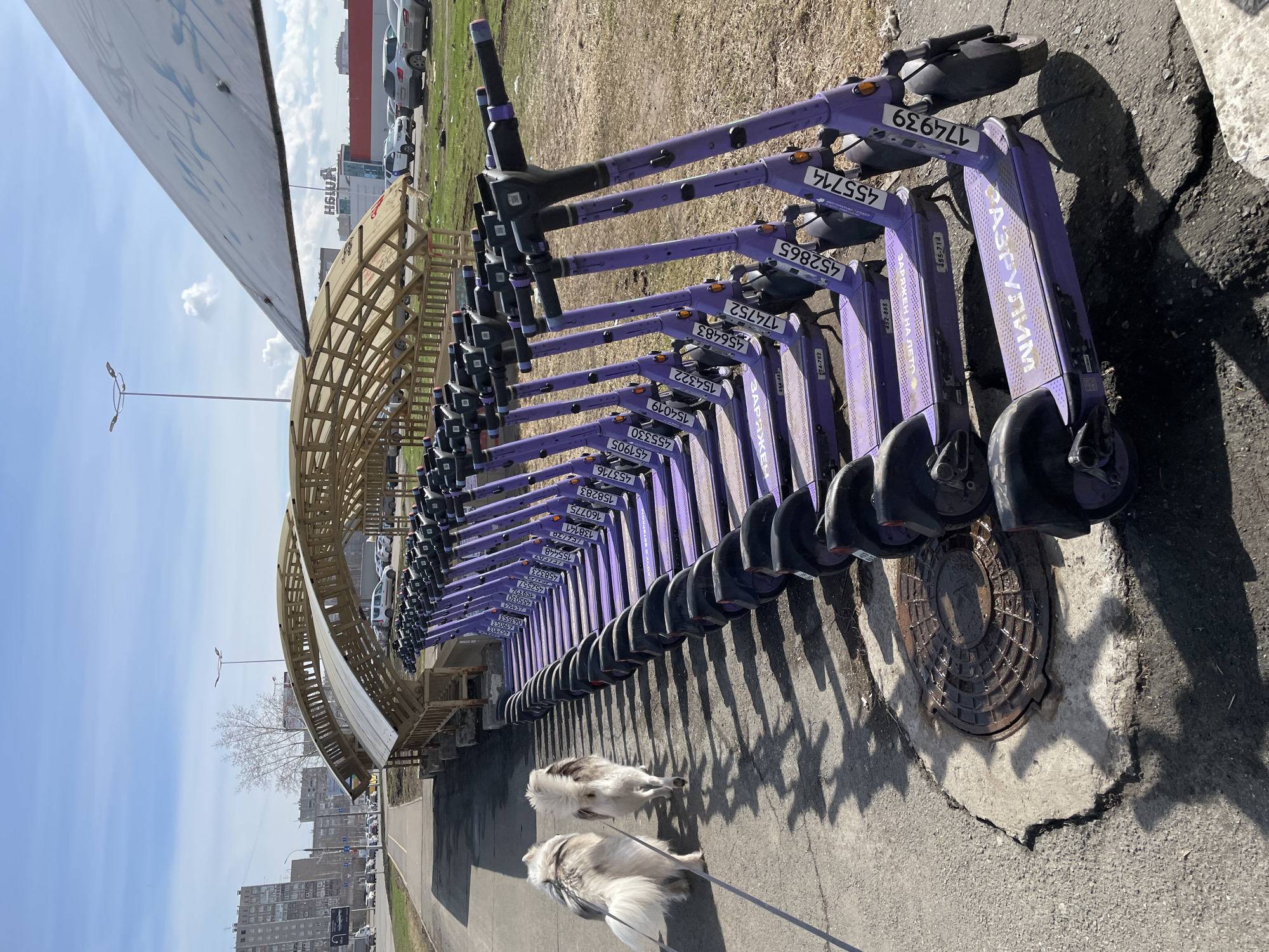 Morning dog walk captured near electric scooter station in Izhevsk