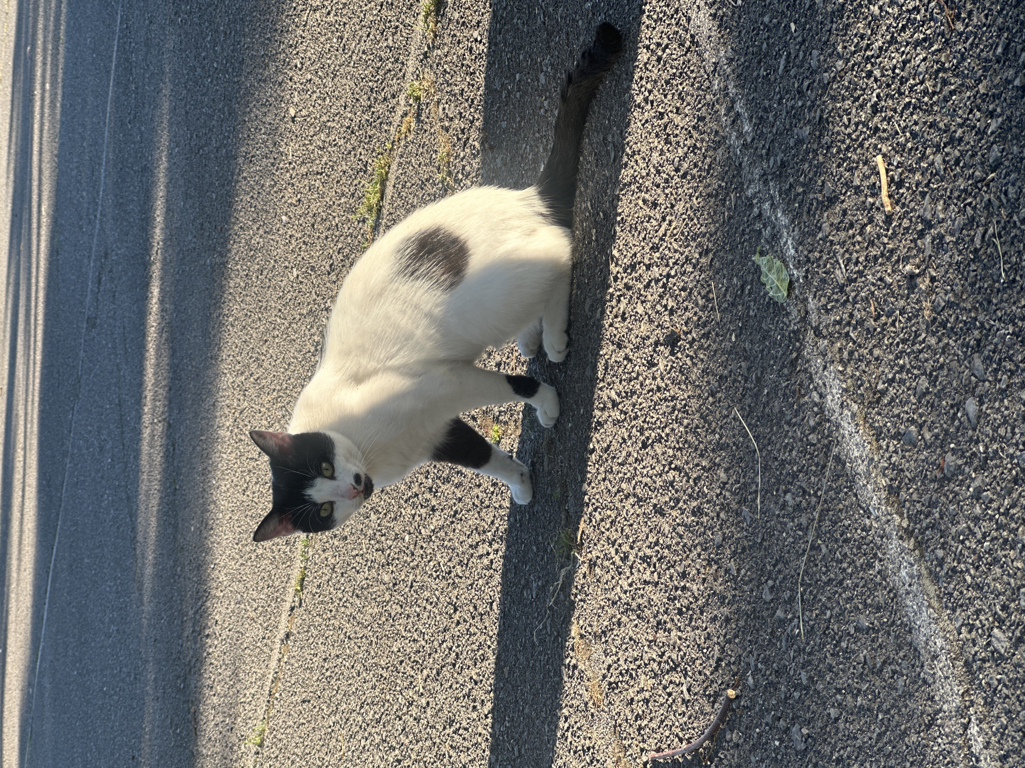 Cats and daily life in Sofia park