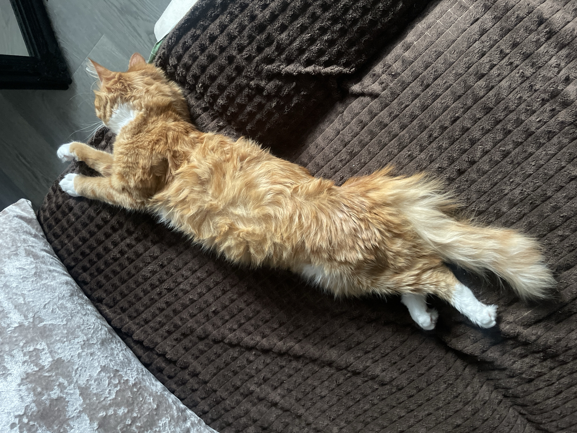 Ginger cat lounging on a blanket in Minsk