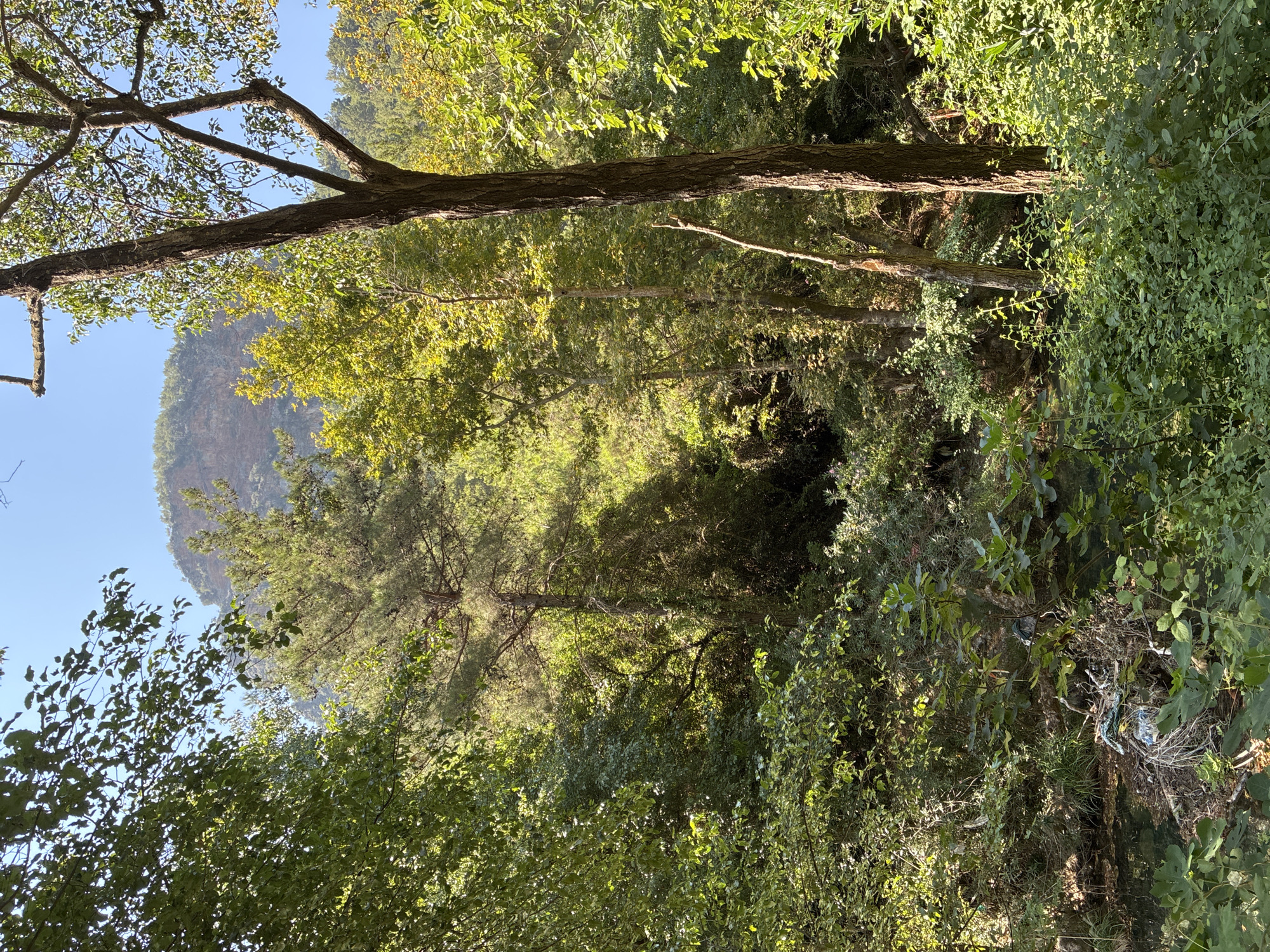 Alanya's forested river valley with thatched riverside eateries