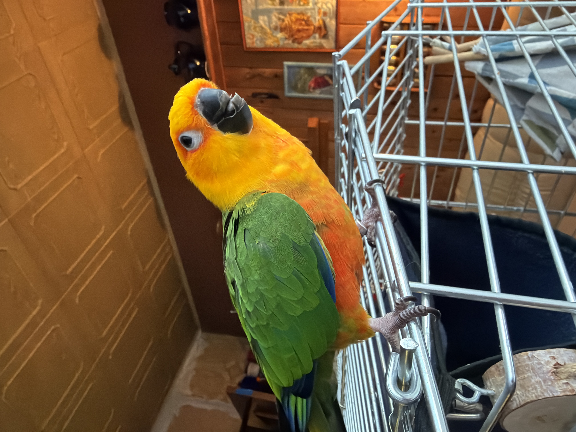 Person documents afternoon with Sun Conure parrot in Khimki